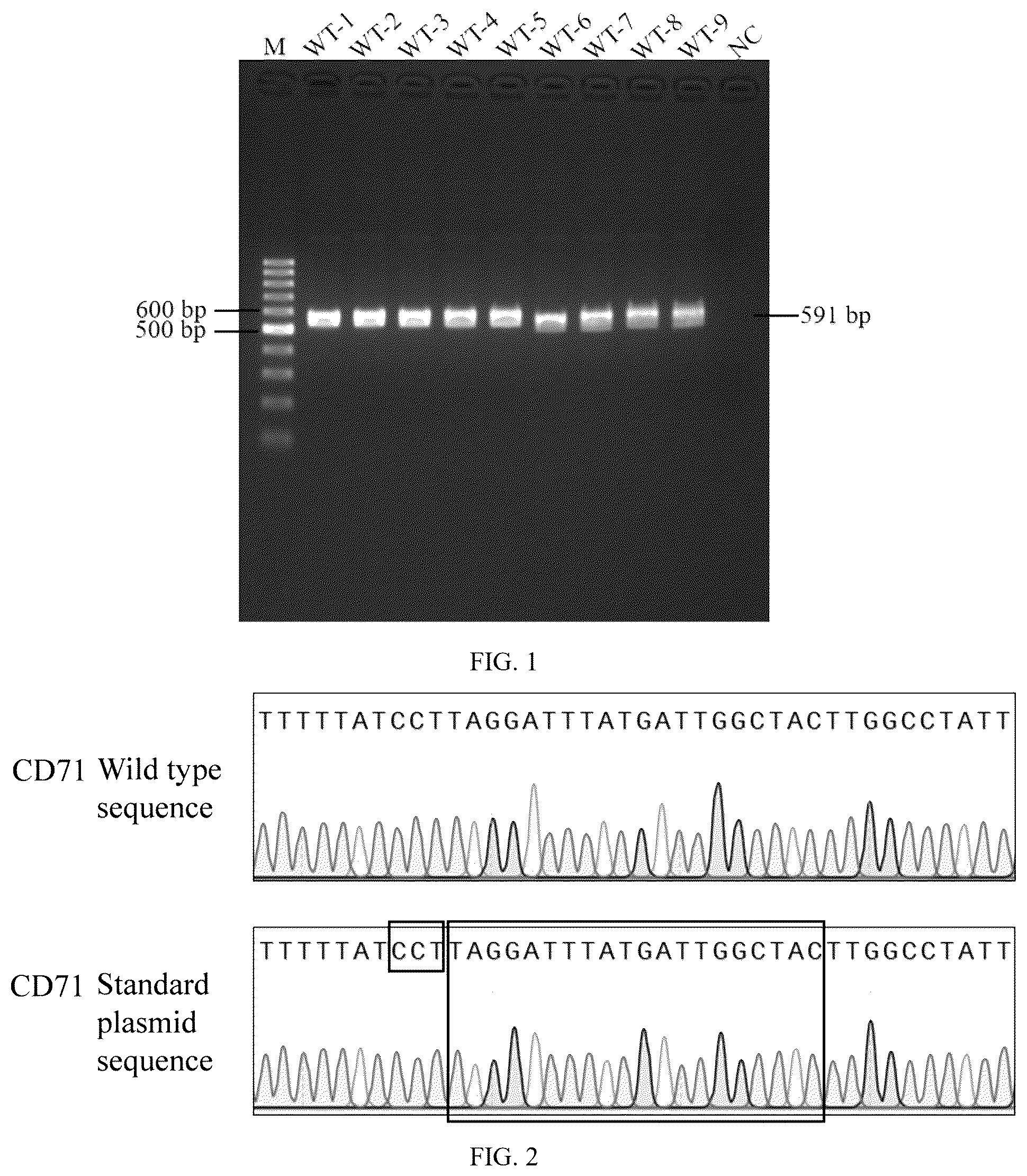 Patent US12410462 Figure 1 – Method for detecting bi-allelic gene edited cells based on CRISPR/Cas12a technology