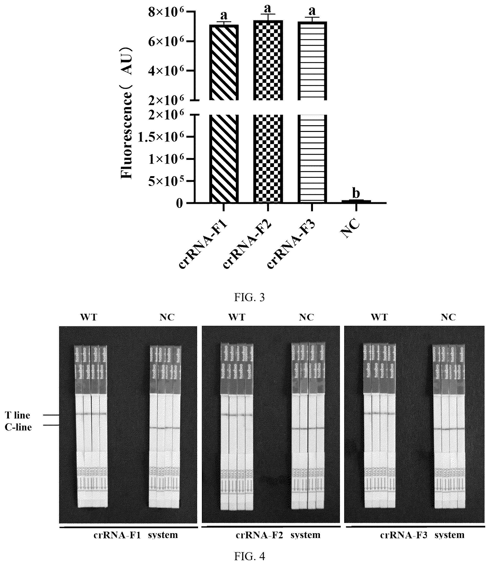 Patent US12410462 Figure 2 – Method for detecting bi-allelic gene edited cells based on CRISPR/Cas12a technology
