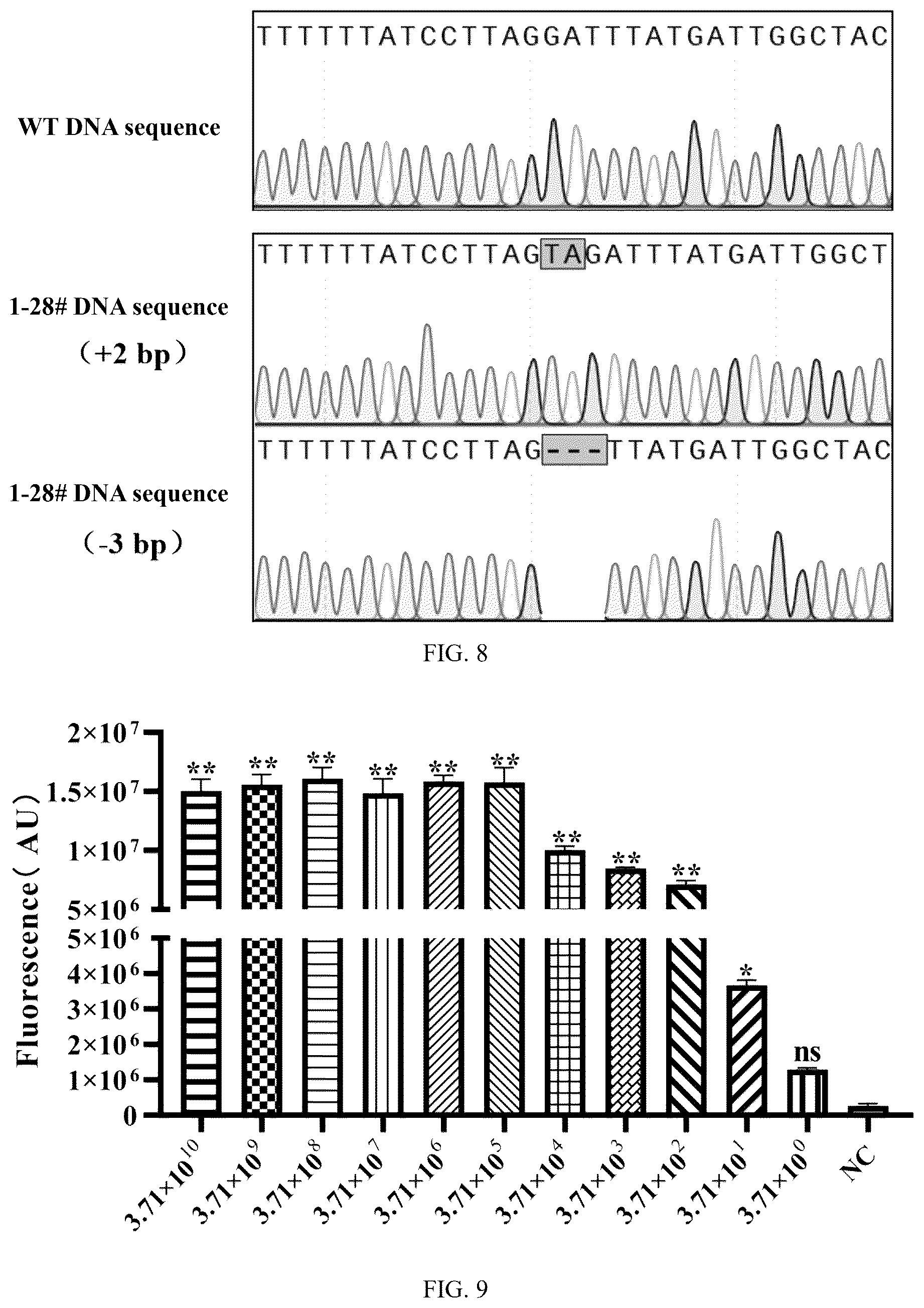 Patent US12410462 Figure 7 – Method for detecting bi-allelic gene edited cells based on CRISPR/Cas12a technology