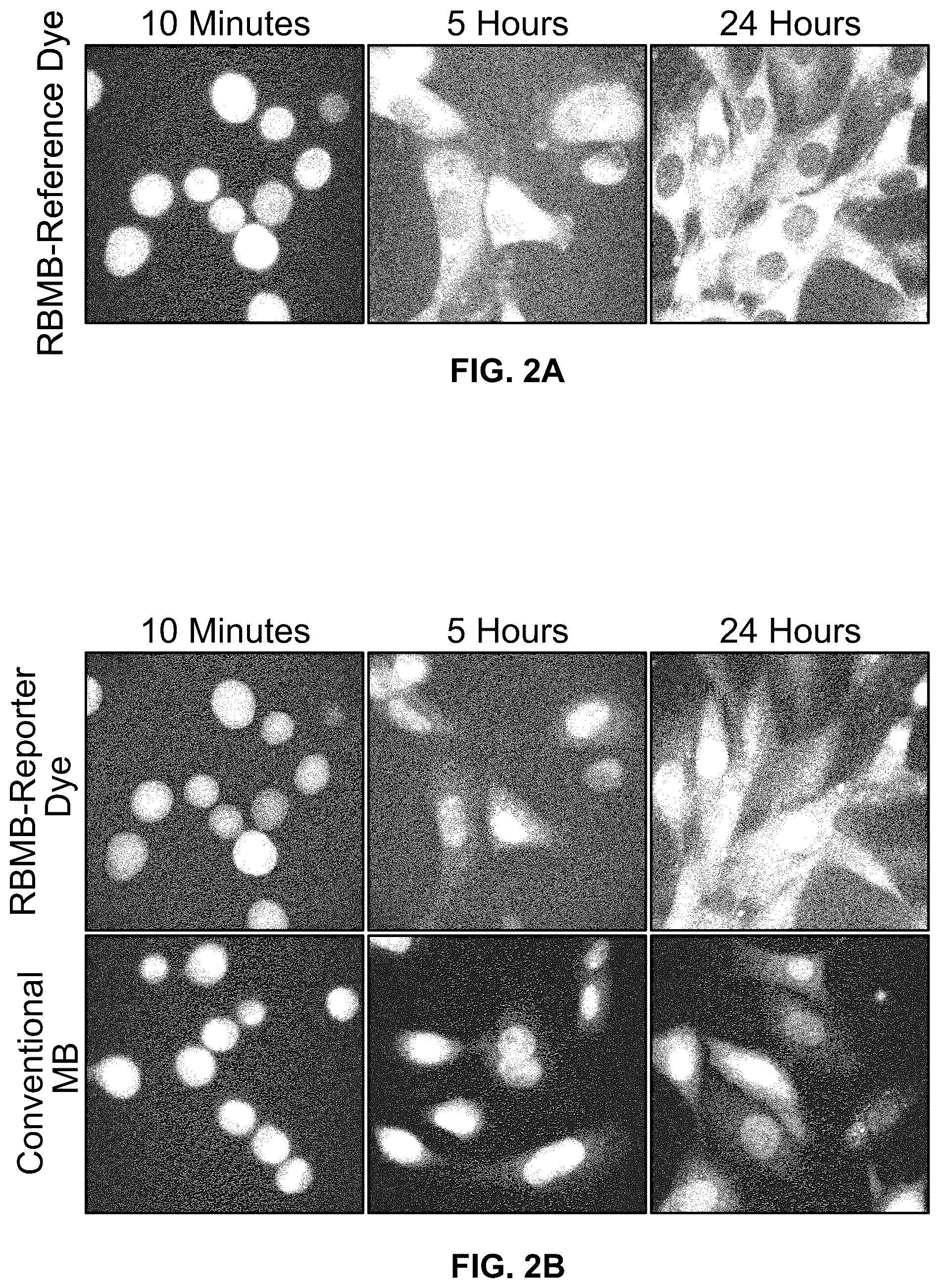 Patent US12410463 Figure 2 – Molecular beacons