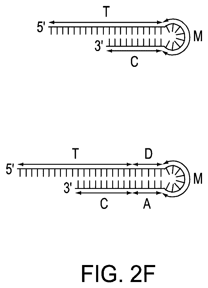 Patent US12410464 Figure 8 – Detection assays