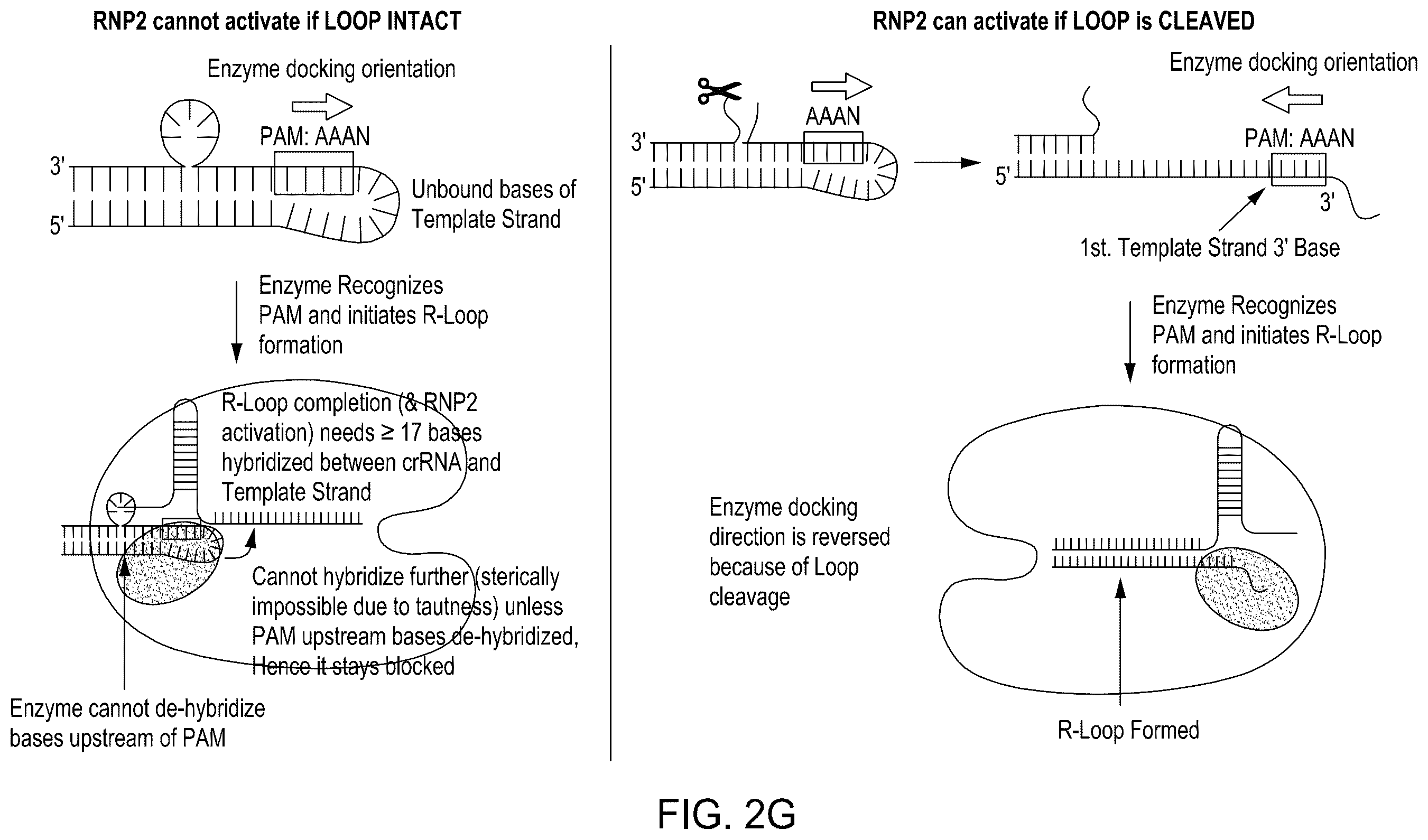 Patent US12410464 Figure 9 – Detection assays