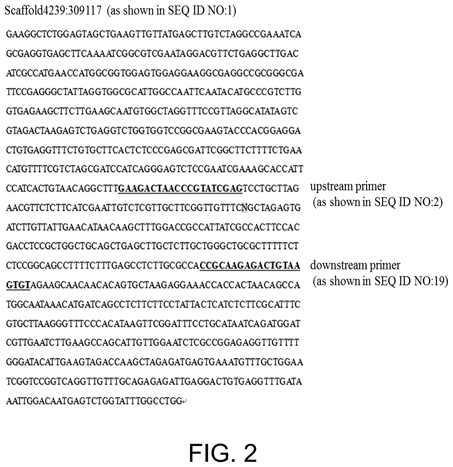 Patent US12410465 Figure 2 – Molecular marker combination linked to quantitative traits of tea plant caffeine content