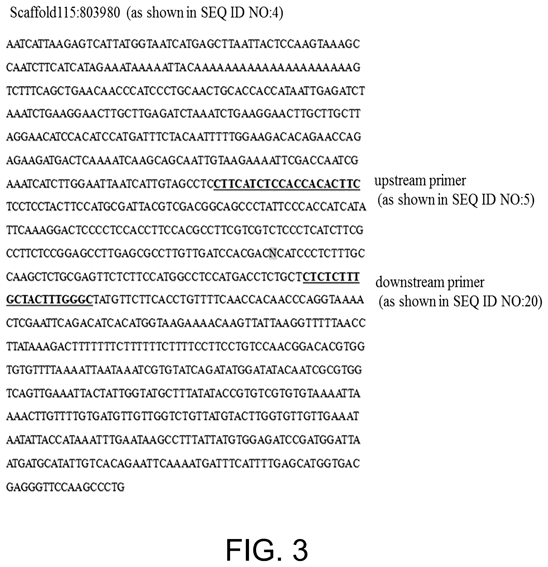Patent US12410465 Figure 3 – Molecular marker combination linked to quantitative traits of tea plant caffeine content