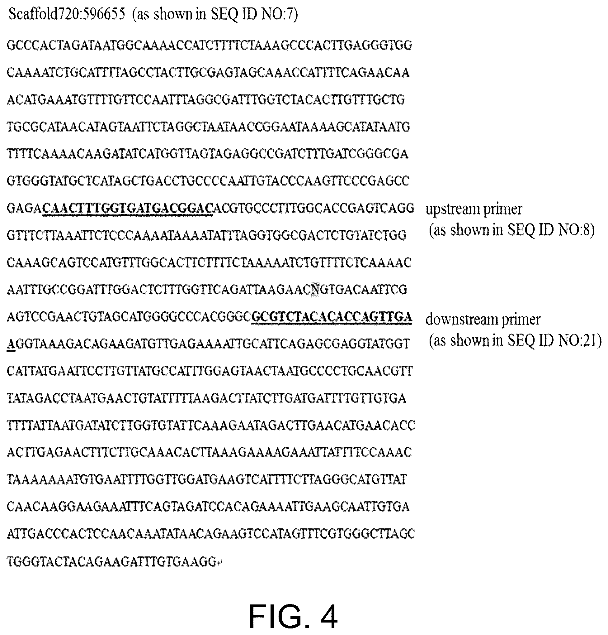 Patent US12410465 Figure 4 – Molecular marker combination linked to quantitative traits of tea plant caffeine content