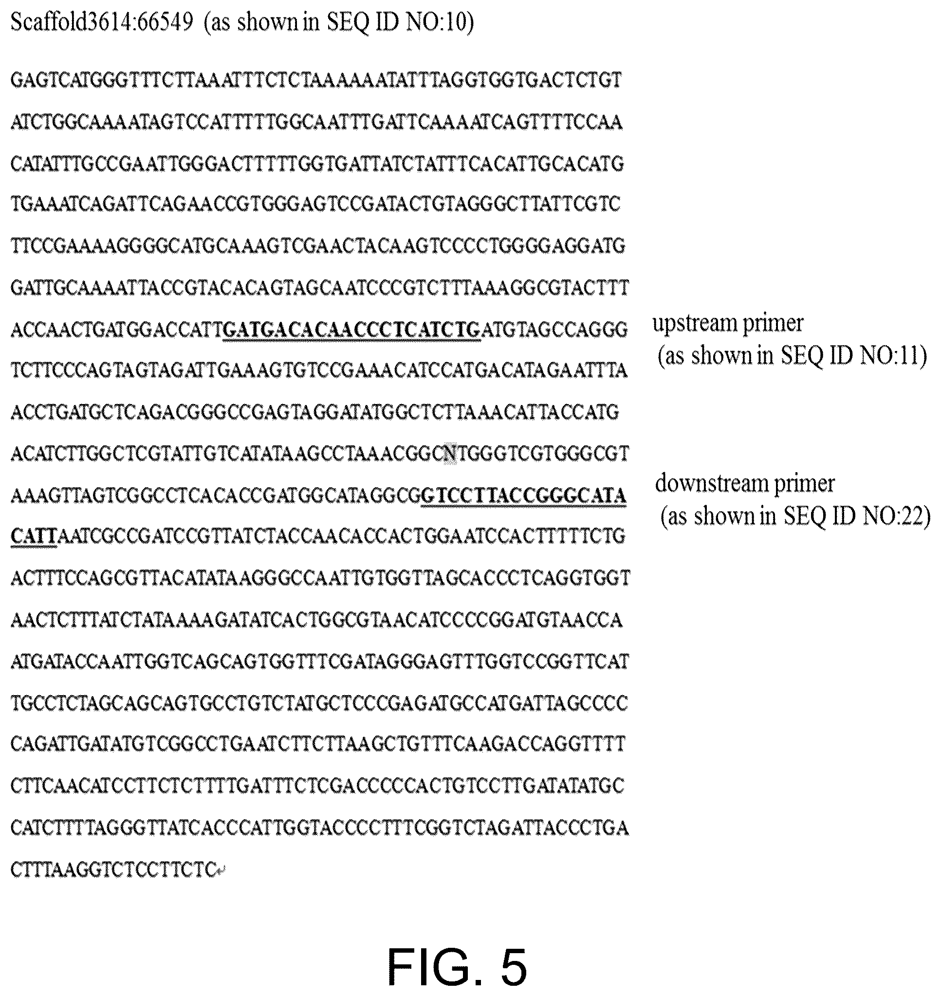 Patent US12410465 Figure 5 – Molecular marker combination linked to quantitative traits of tea plant caffeine content
