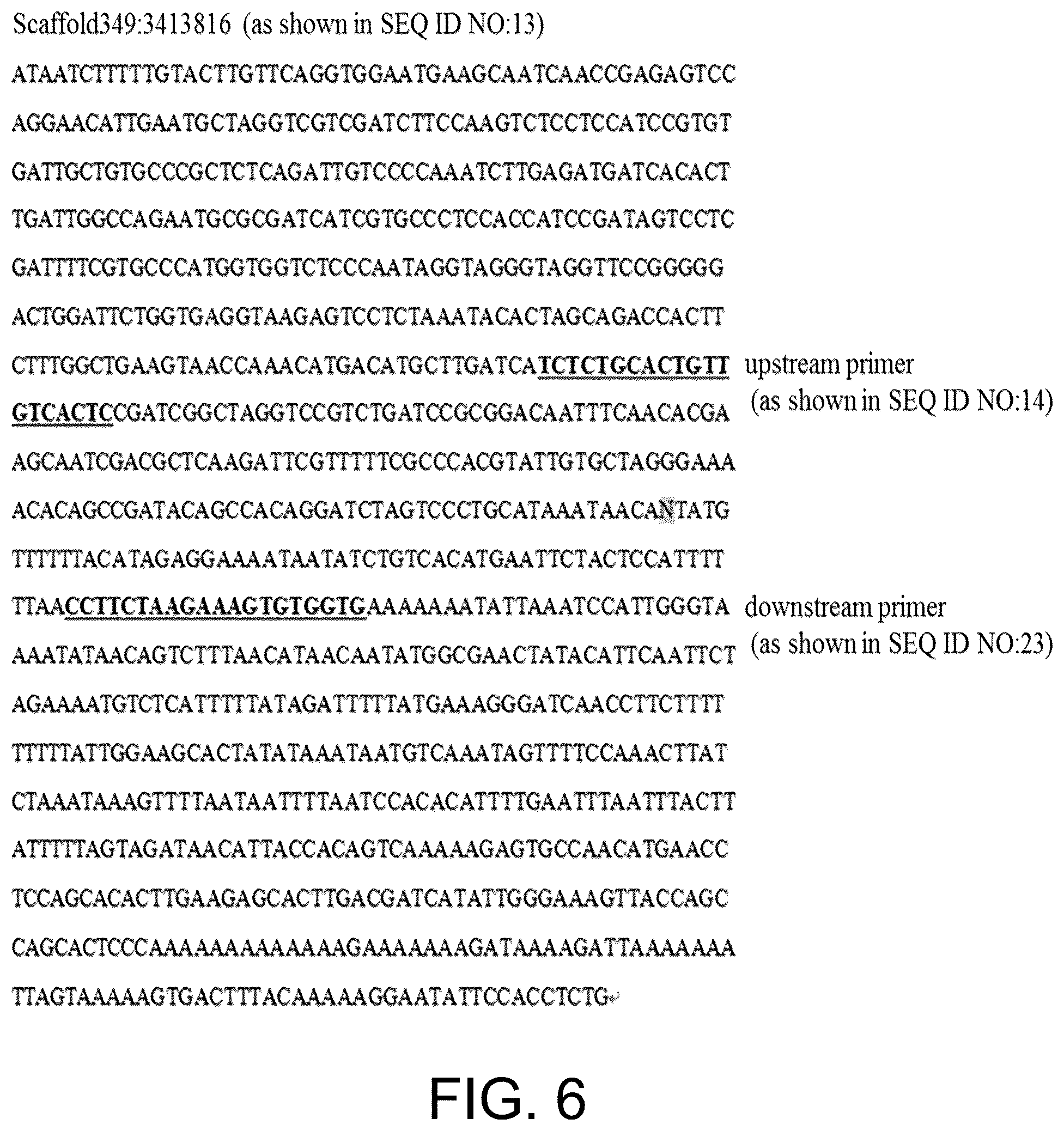 Patent US12410465 Figure 6 – Molecular marker combination linked to quantitative traits of tea plant caffeine content