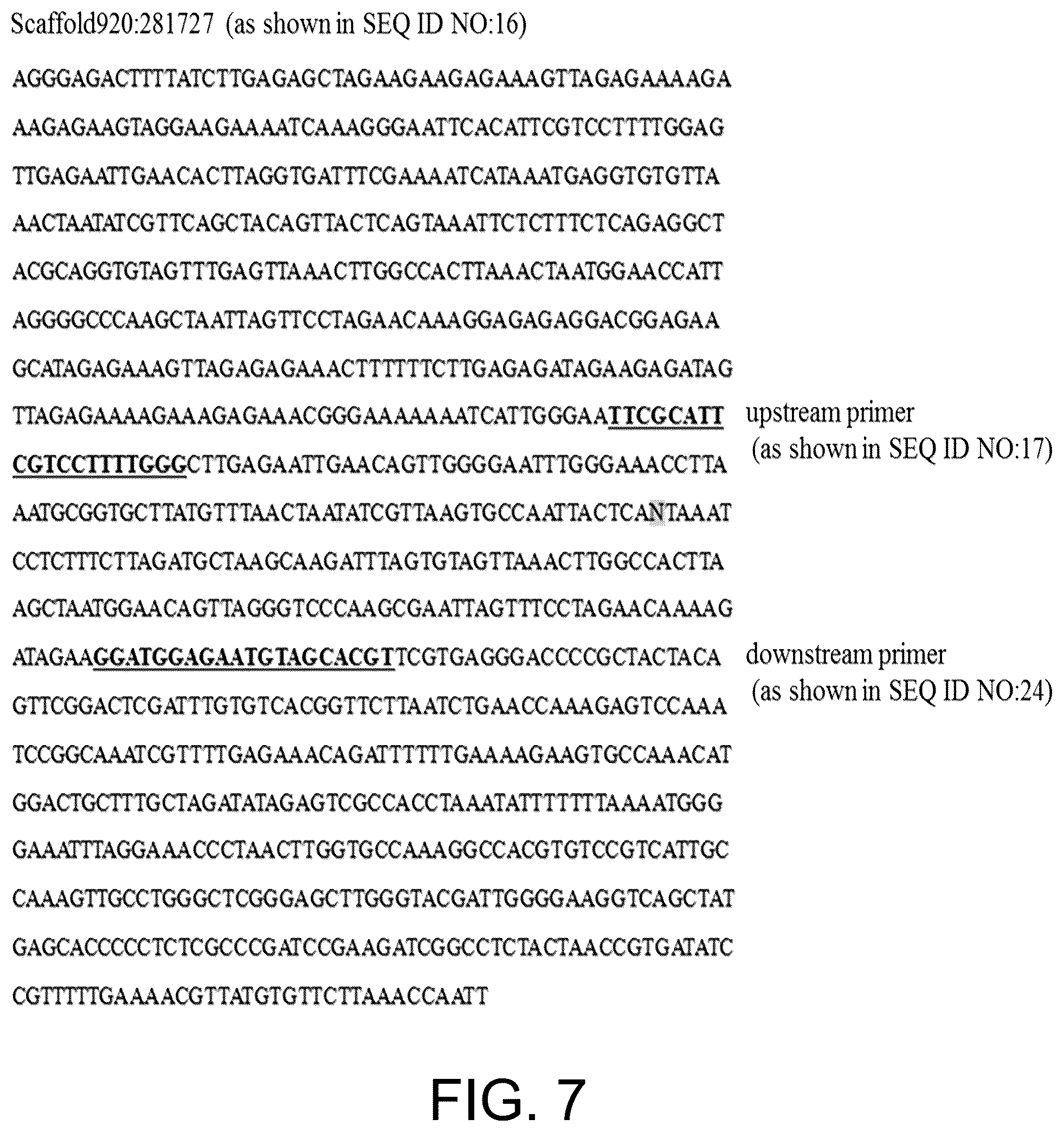 Patent US12410465 Figure 7 – Molecular marker combination linked to quantitative traits of tea plant caffeine content