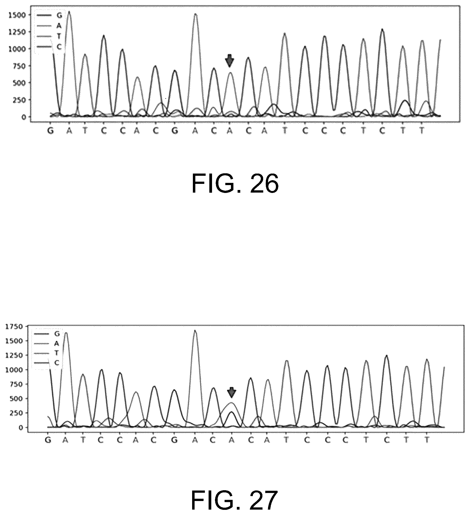 Patent US12410465 Figure 17 – Molecular marker combination linked to quantitative traits of tea plant caffeine content