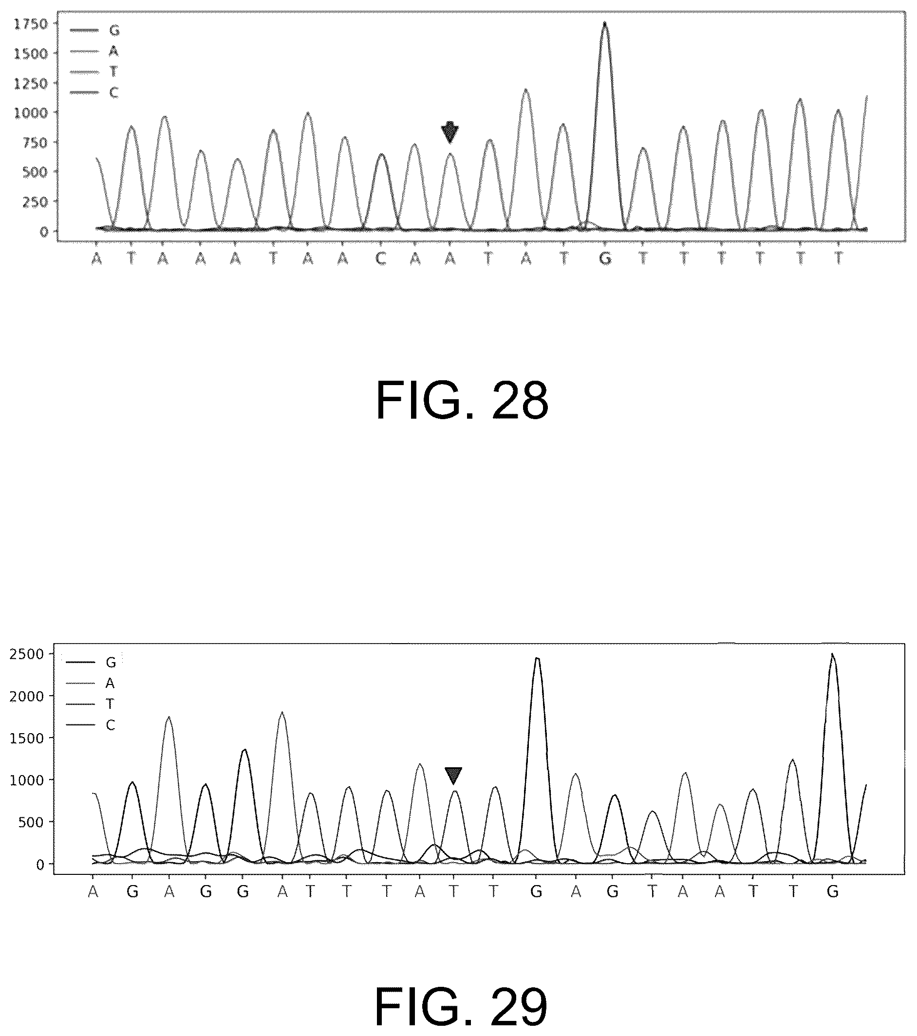 Patent US12410465 Figure 18 – Molecular marker combination linked to quantitative traits of tea plant caffeine content