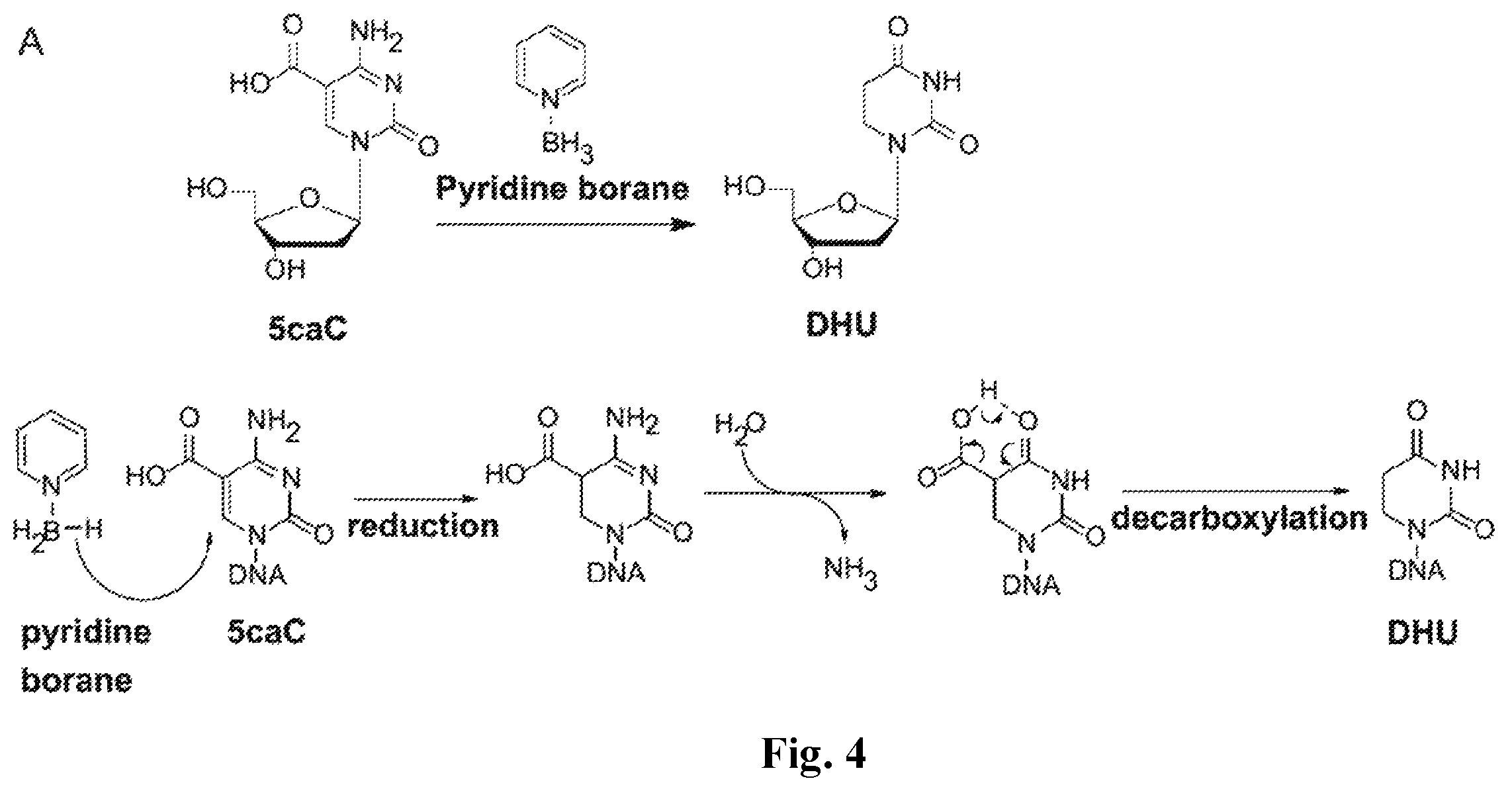 Patent US12410467 Figure 5 – Bisulfite-free, whole genome methylation analysis