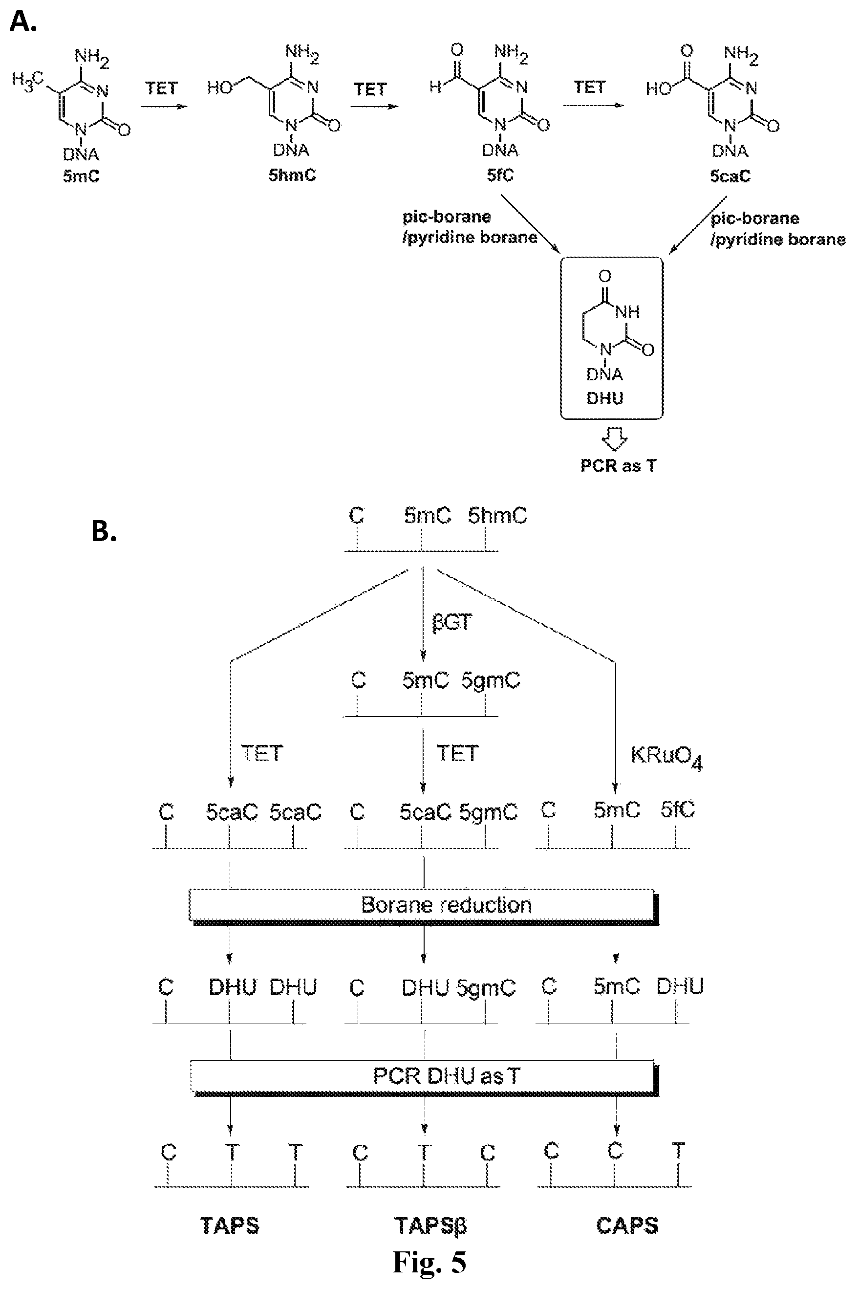 Patent US12410467 Figure 7 – Bisulfite-free, whole genome methylation analysis