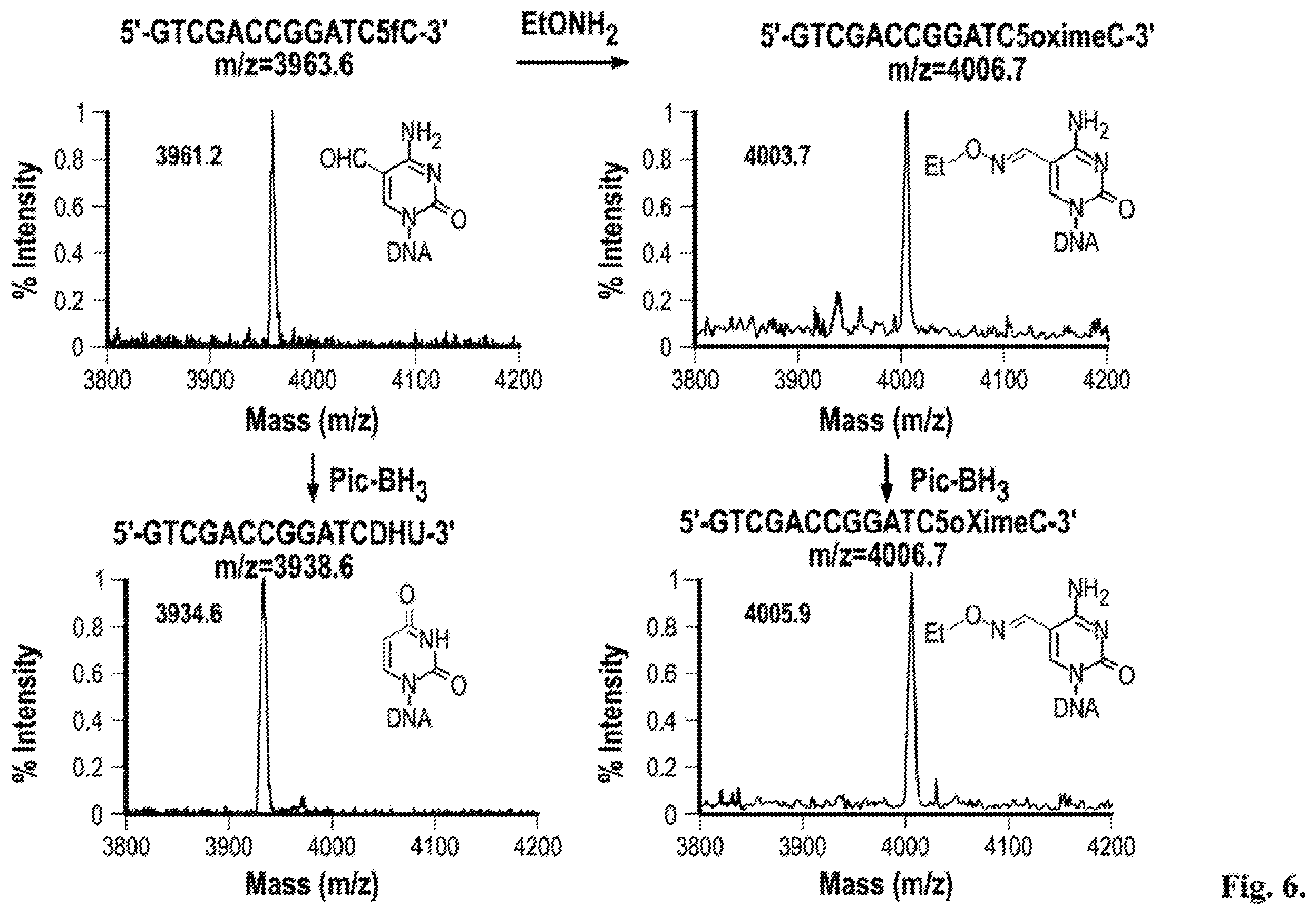 Patent US12410467 Figure 8 – Bisulfite-free, whole genome methylation analysis