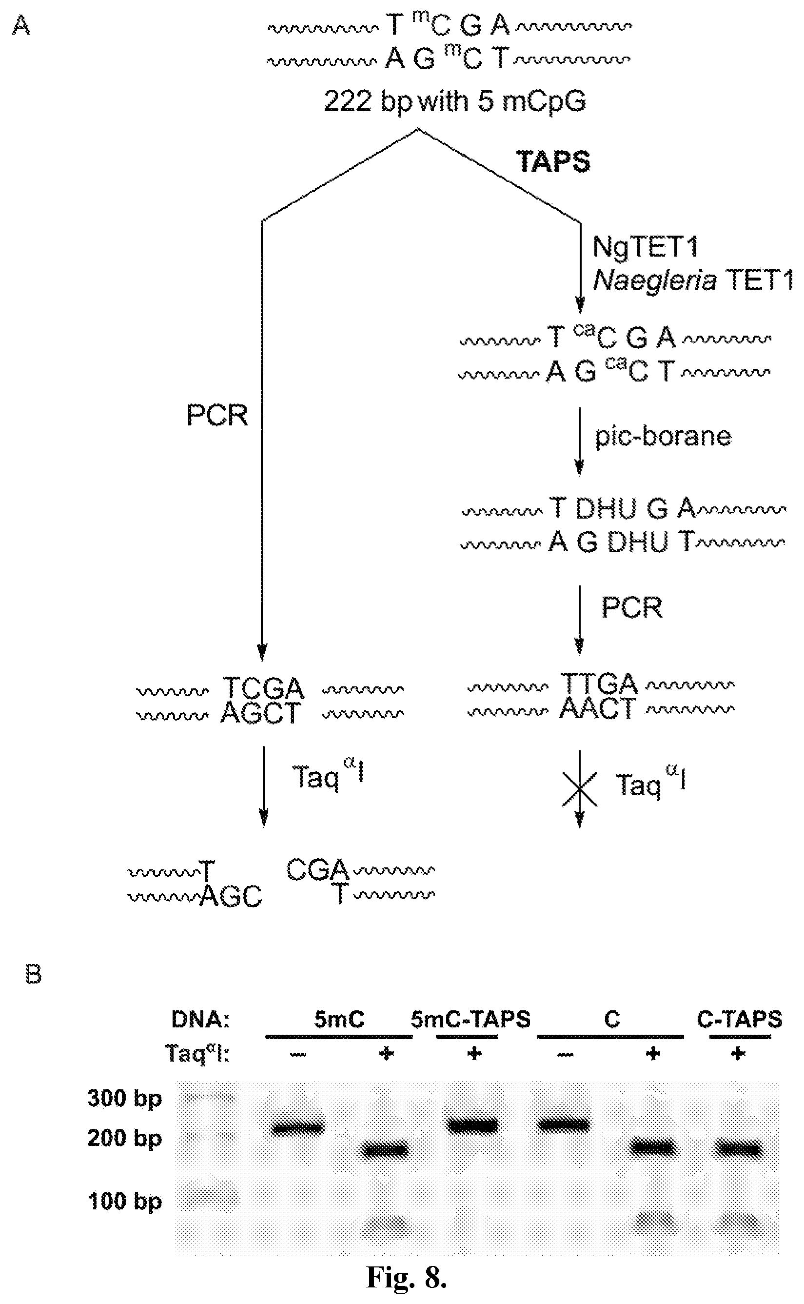 Patent US12410467 Figure 12 – Bisulfite-free, whole genome methylation analysis