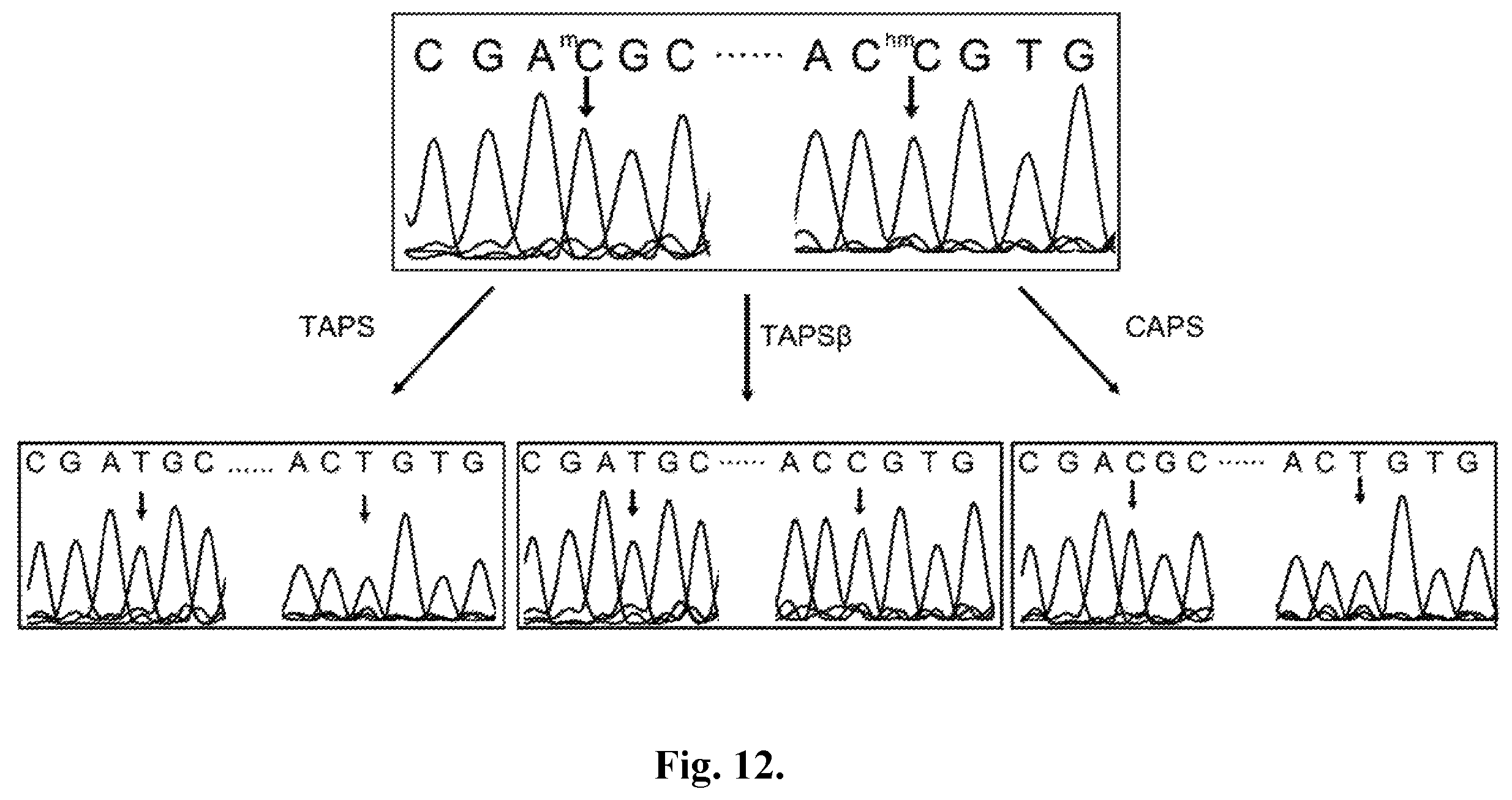 Patent US12410467 Figure 17 – Bisulfite-free, whole genome methylation analysis