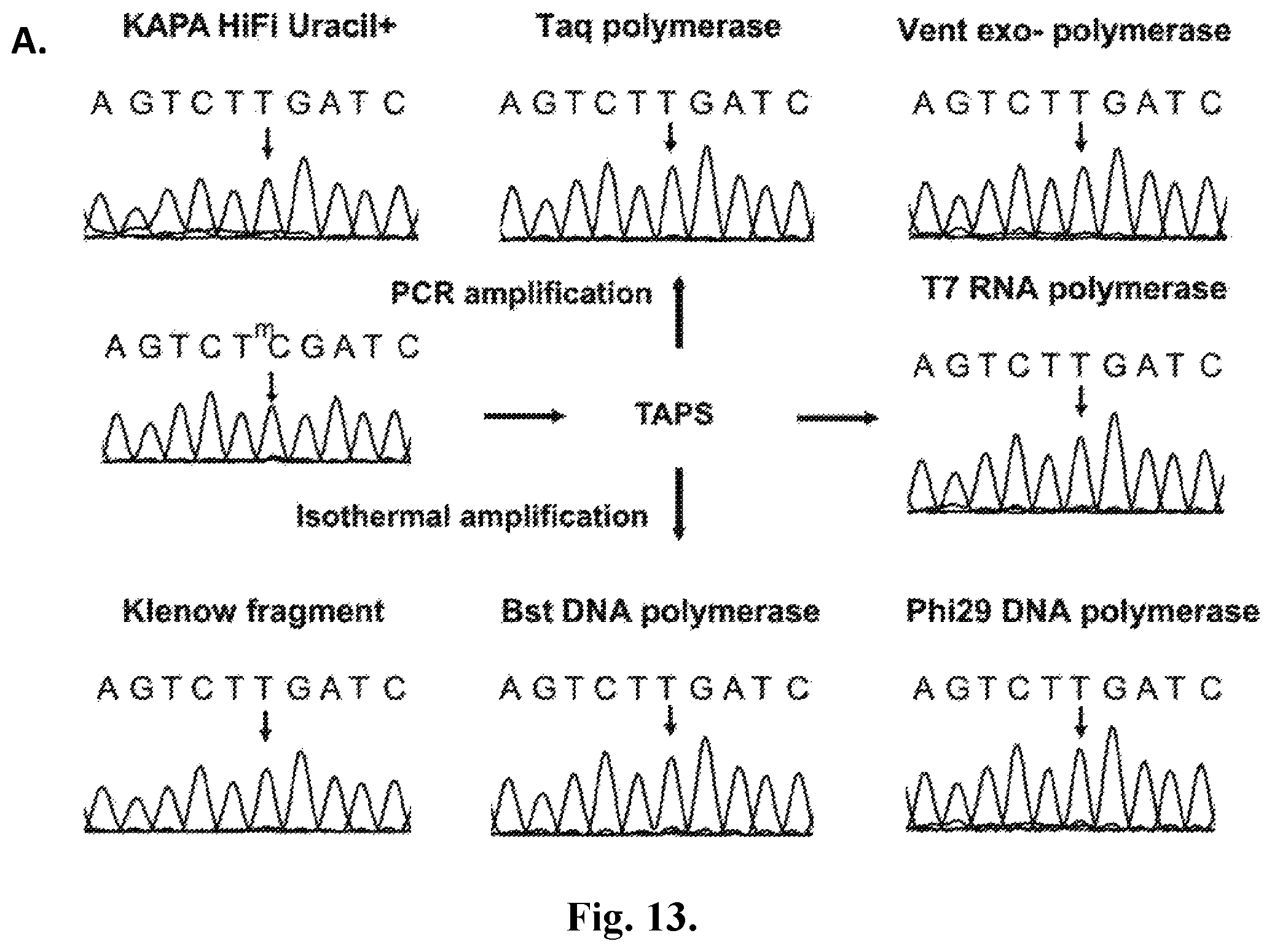 Patent US12410467 Figure 18 – Bisulfite-free, whole genome methylation analysis
