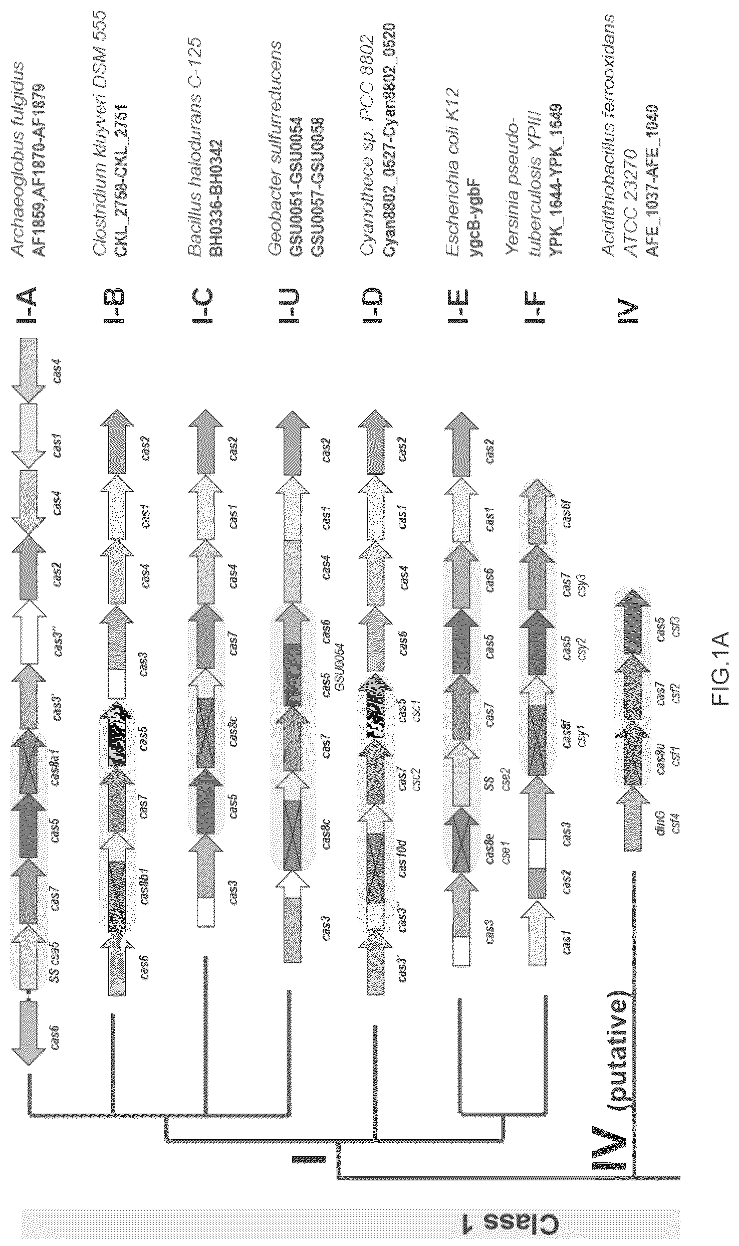 Patent US12410468 — CRISPR enzymes and systems — Figure 1