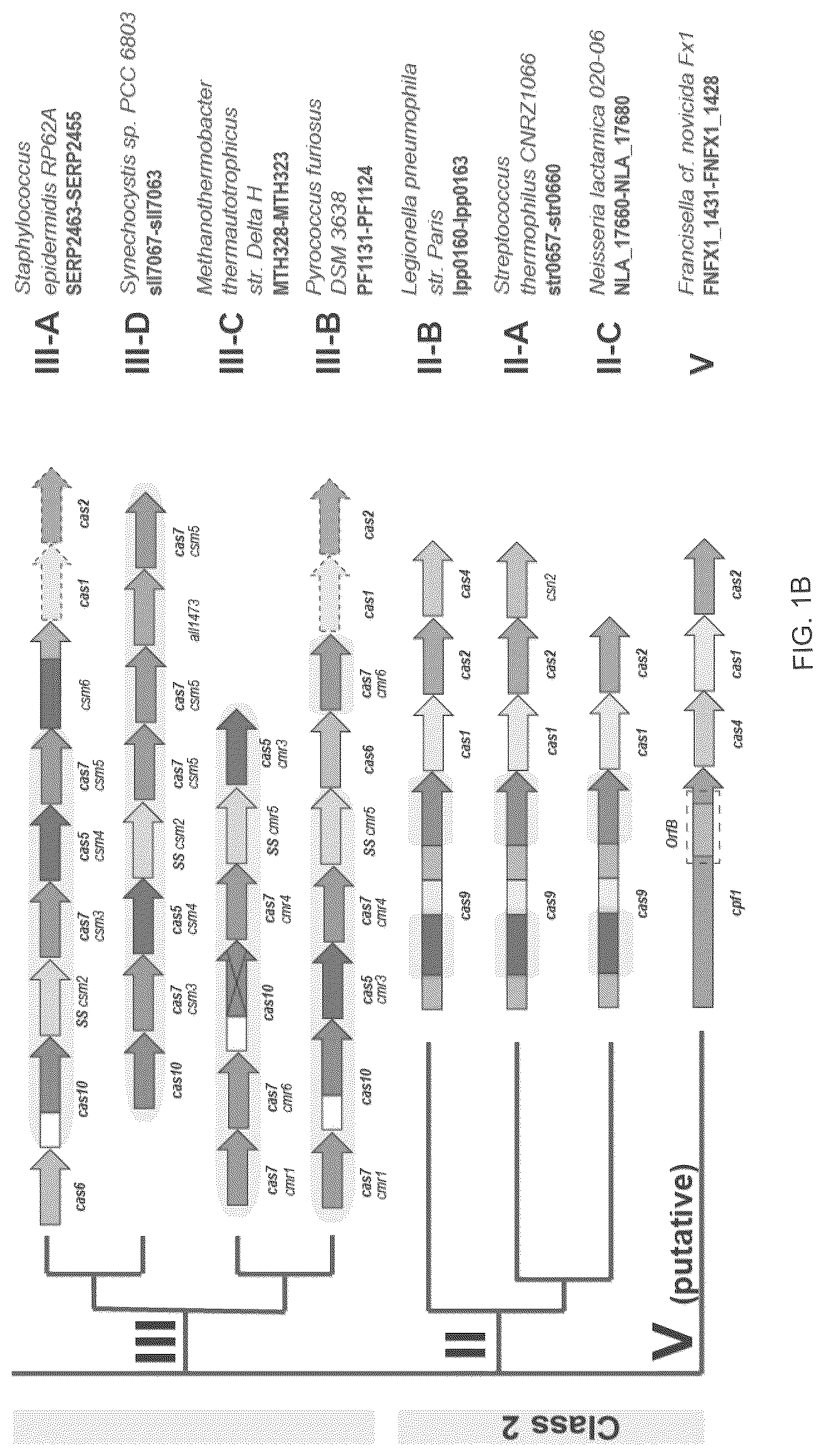 Patent US12410468 Figure 2 – CRISPR enzymes and systems