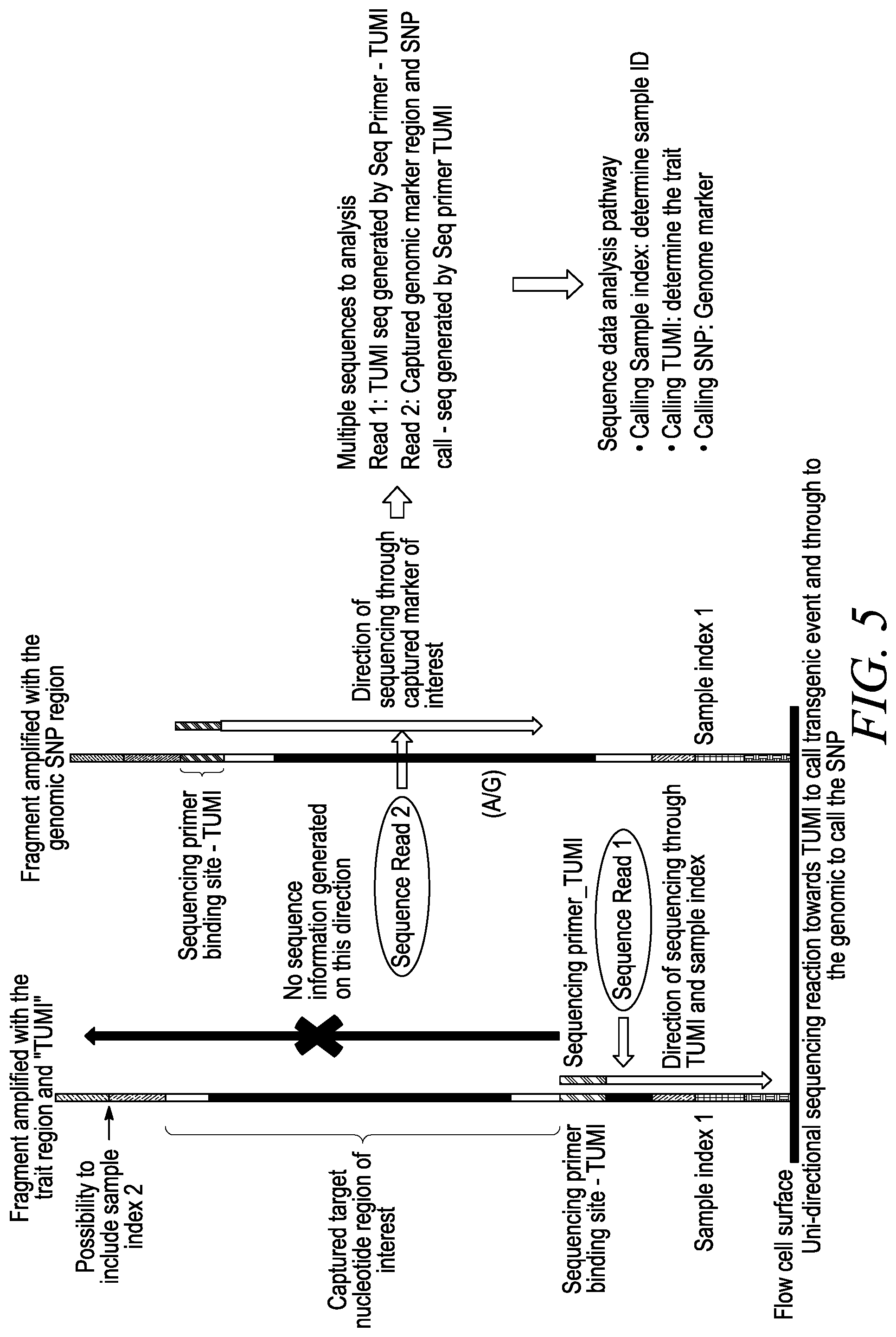 Patent US12410470 Figure 5 – Detection of sequences uniquely associated with a DNA target region