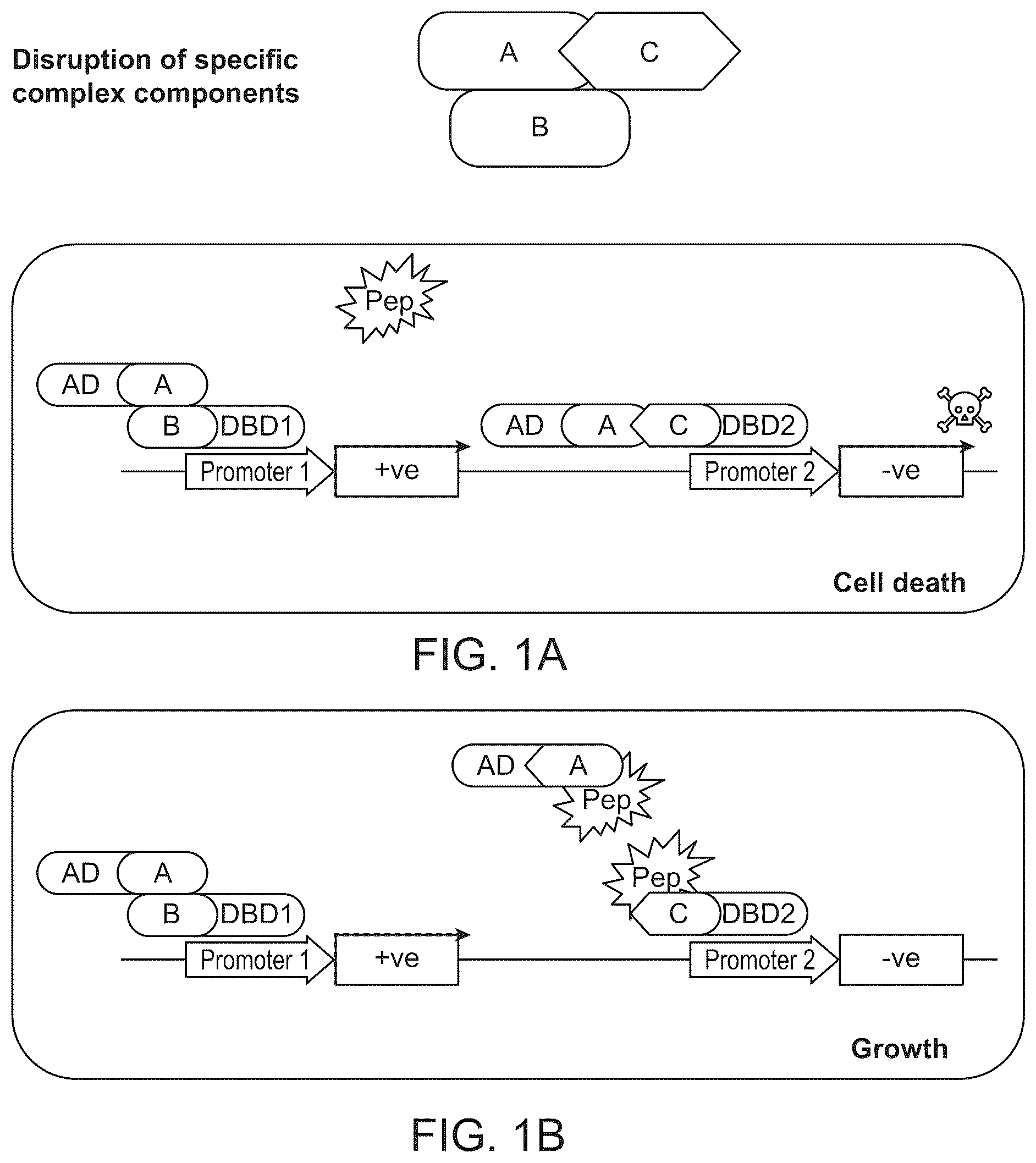 Patent US12410487 Figure 1 – Selective modulation of protein-protein interactions