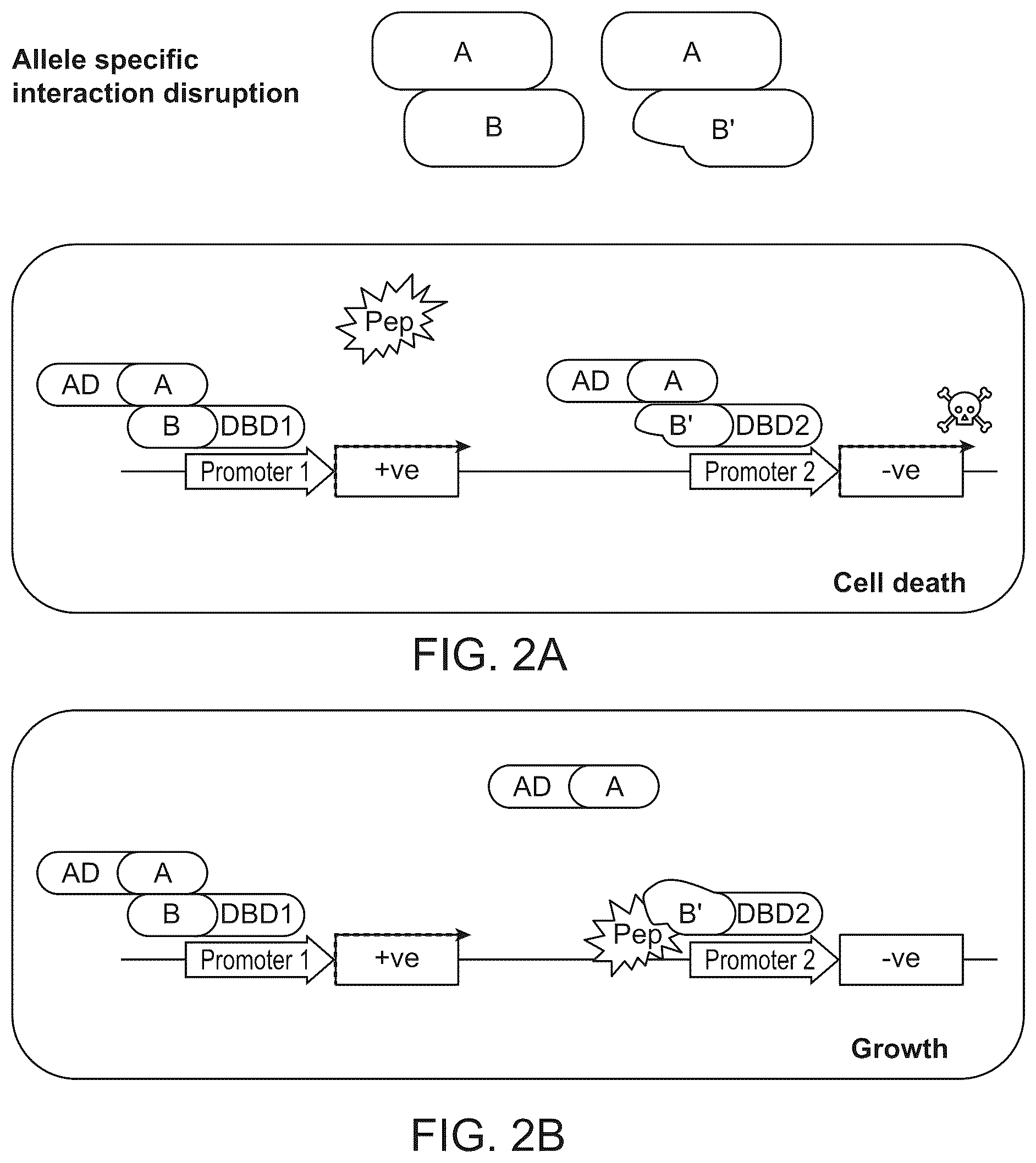 Patent US12410487 Figure 2 – Selective modulation of protein-protein interactions