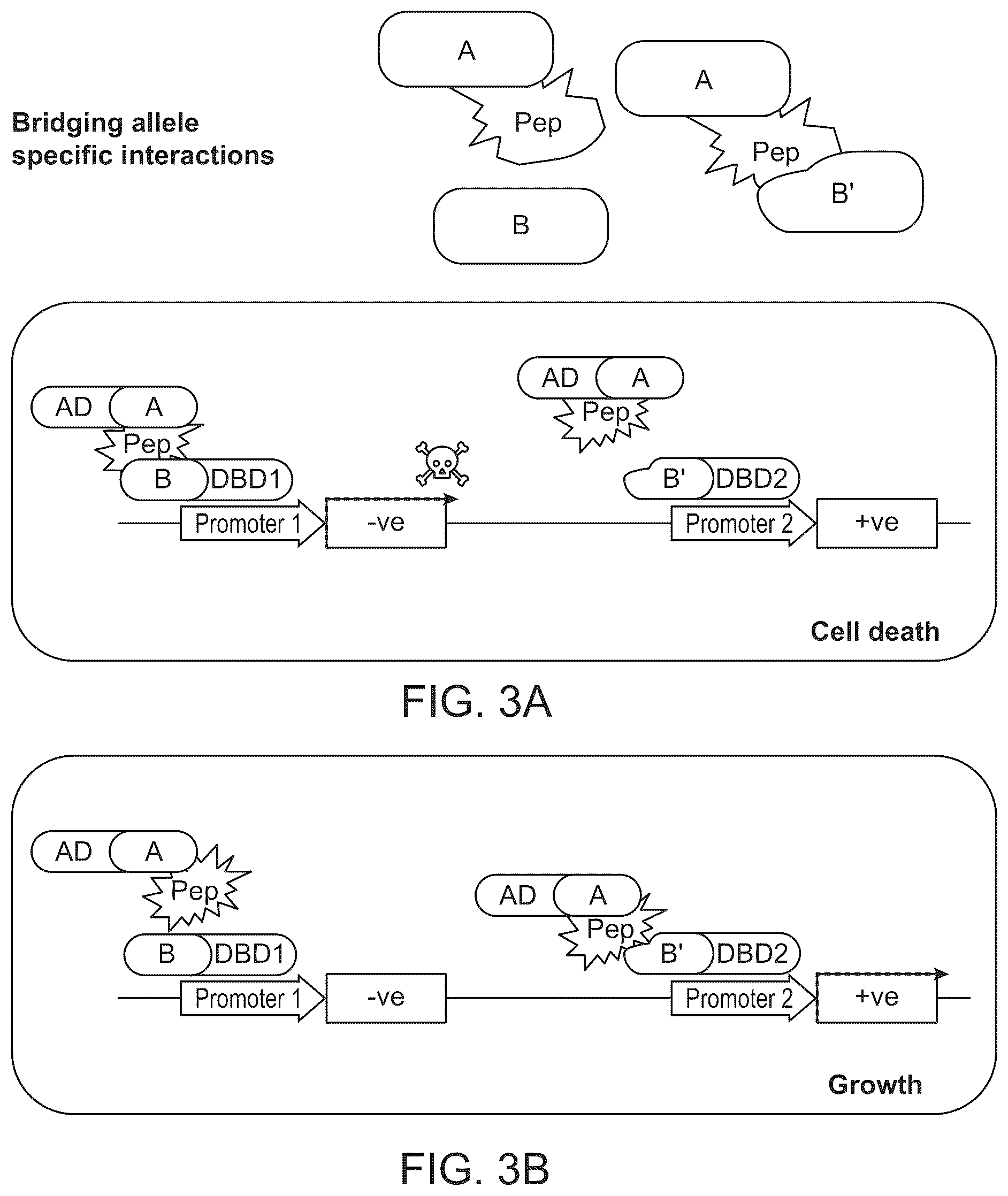 Patent US12410487 Figure 3 – Selective modulation of protein-protein interactions
