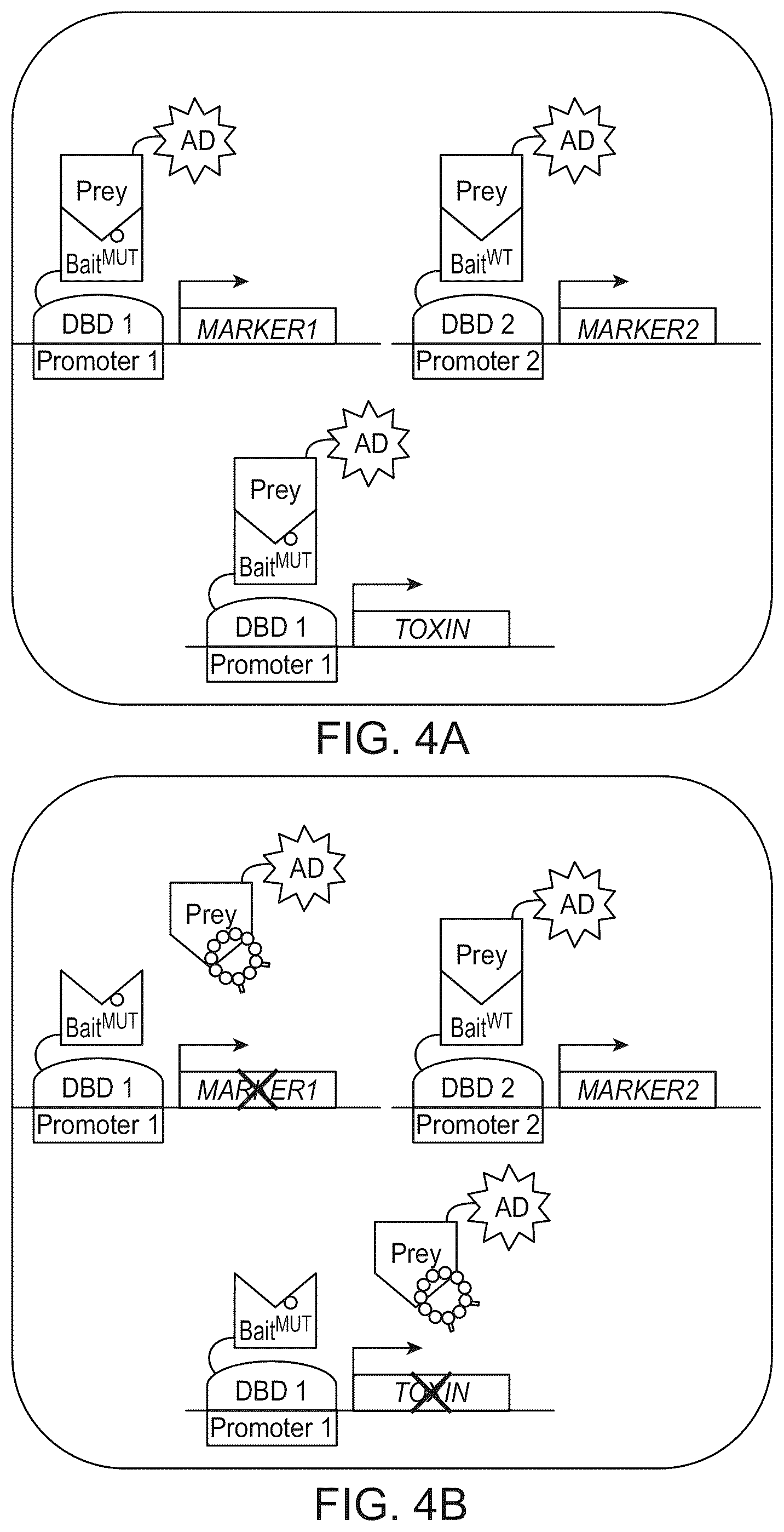 Patent US12410487 Figure 4 – Selective modulation of protein-protein interactions