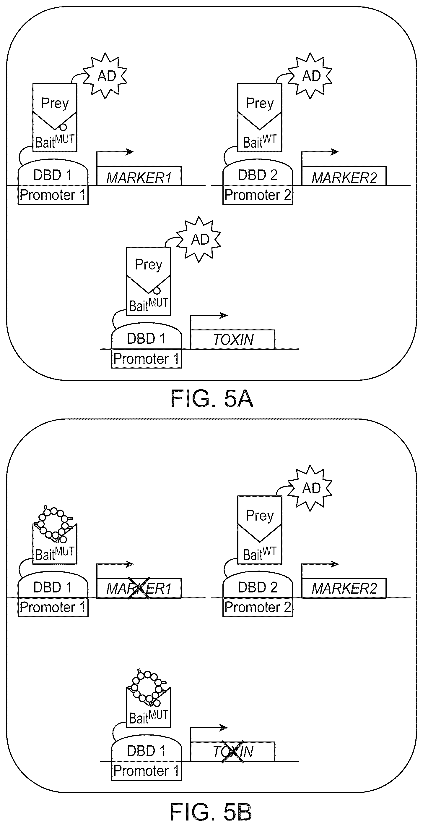 Patent US12410487 Figure 5 – Selective modulation of protein-protein interactions