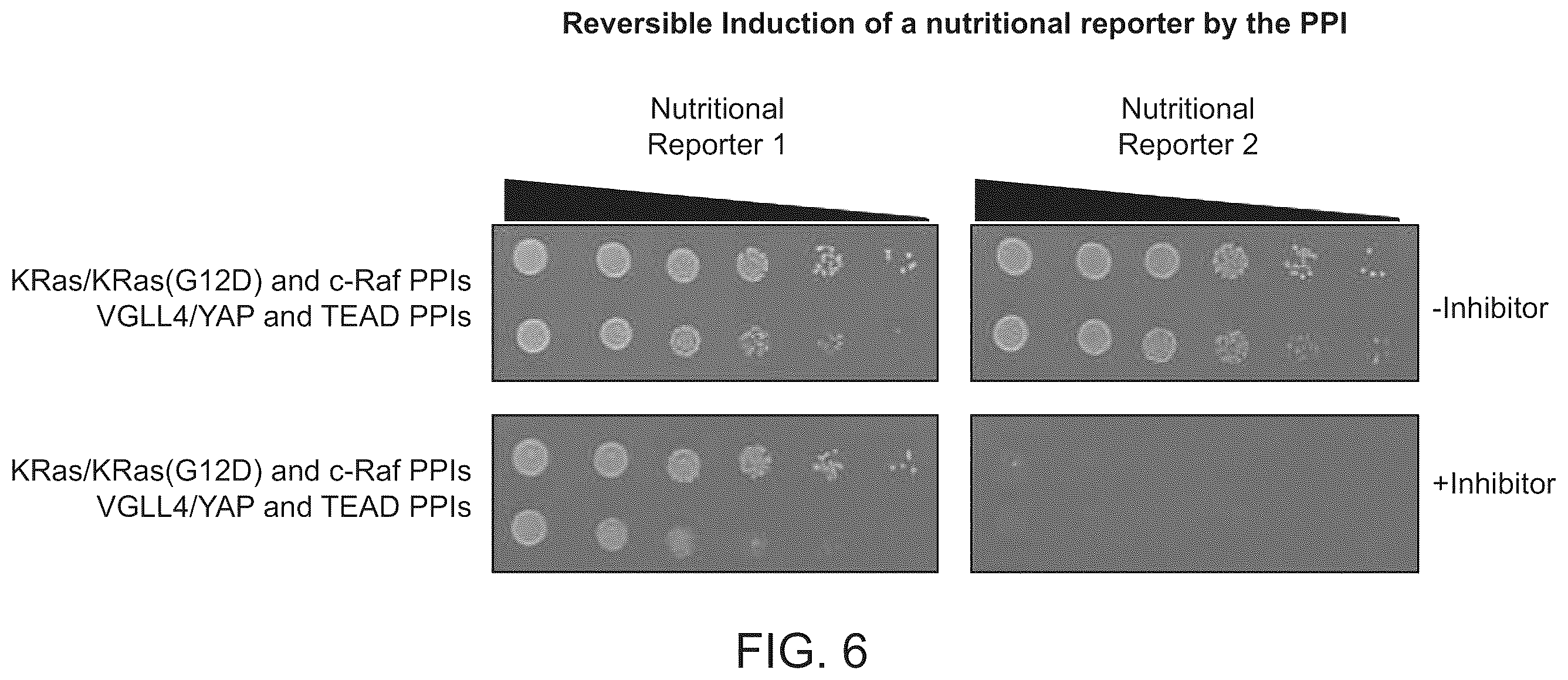 Patent US12410487 Figure 6 – Selective modulation of protein-protein interactions
