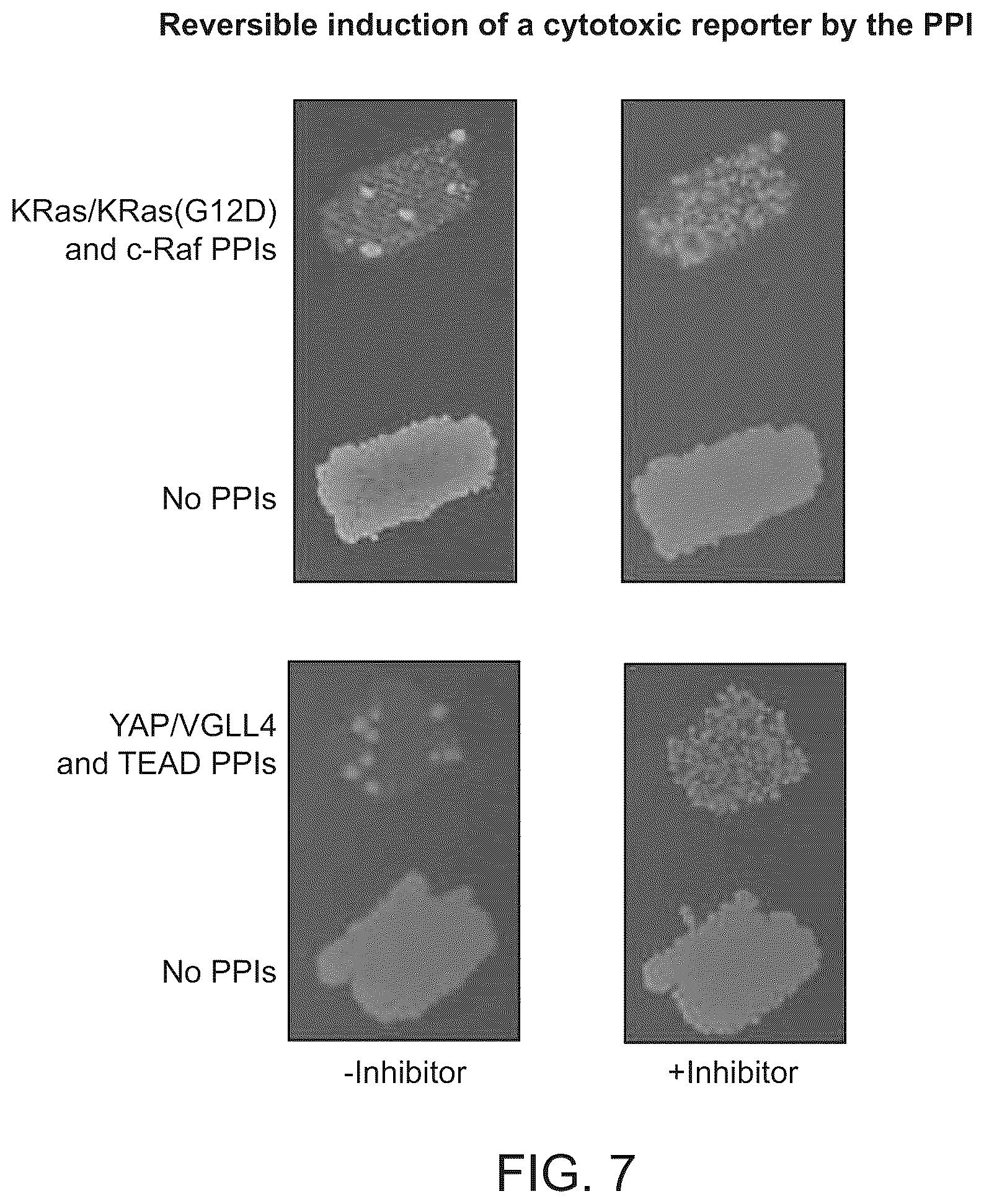 Patent US12410487 Figure 7 – Selective modulation of protein-protein interactions
