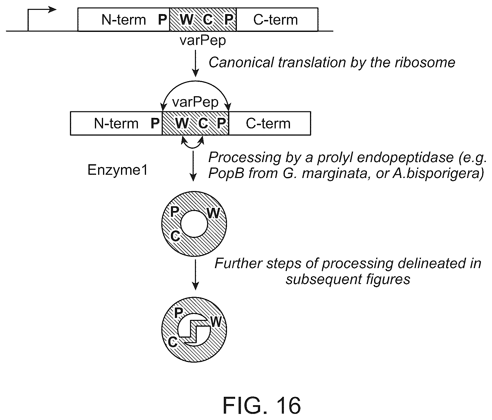Patent US12410487 Figure 16 – Selective modulation of protein-protein interactions