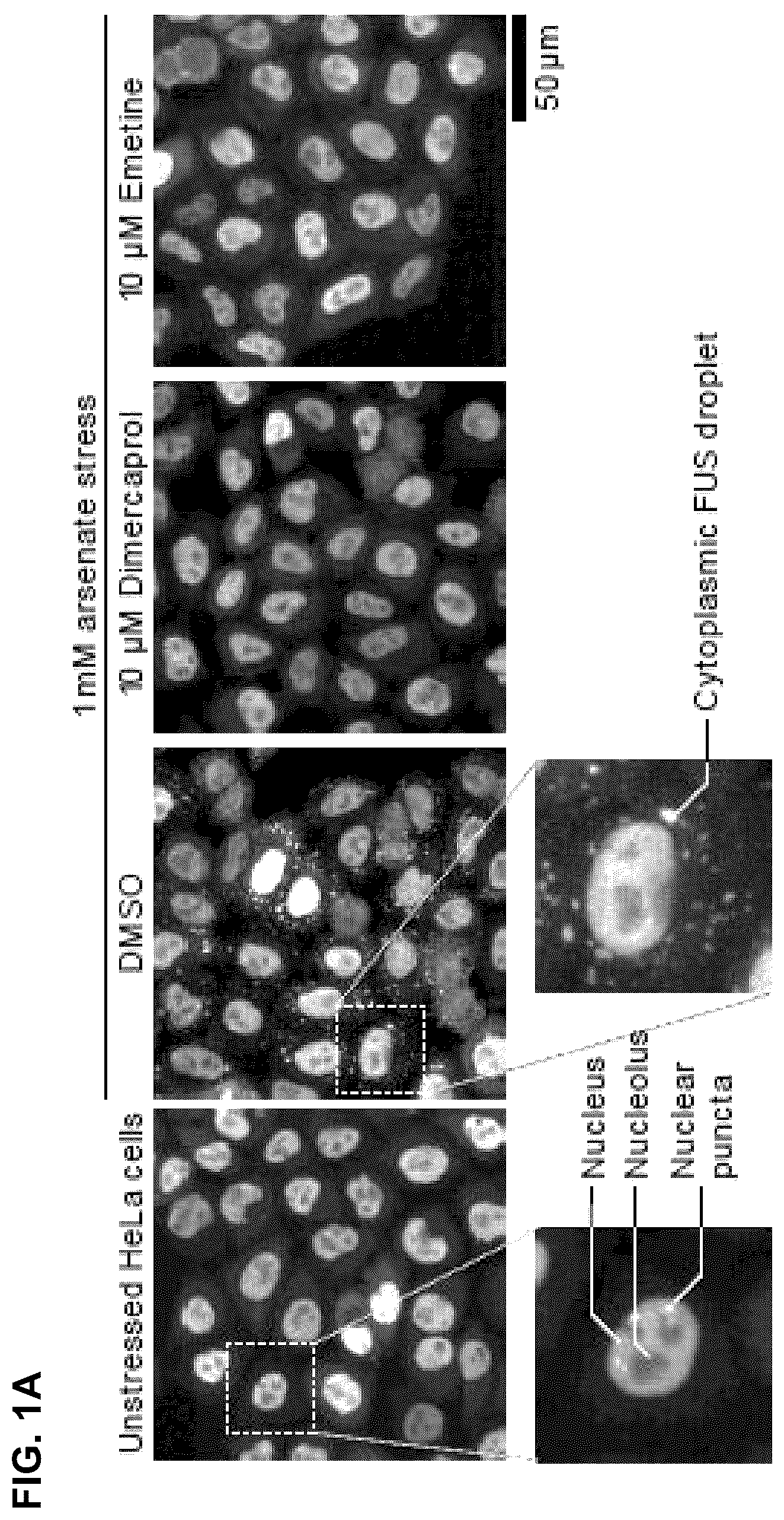 Patent US12422427 Figure 1 – Compounds for treatment of diseases and methods of screening therefor