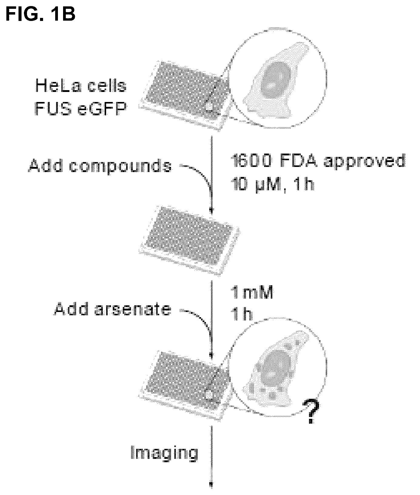 Patent US12422427 Figure 2 – Compounds for treatment of diseases and methods of screening therefor