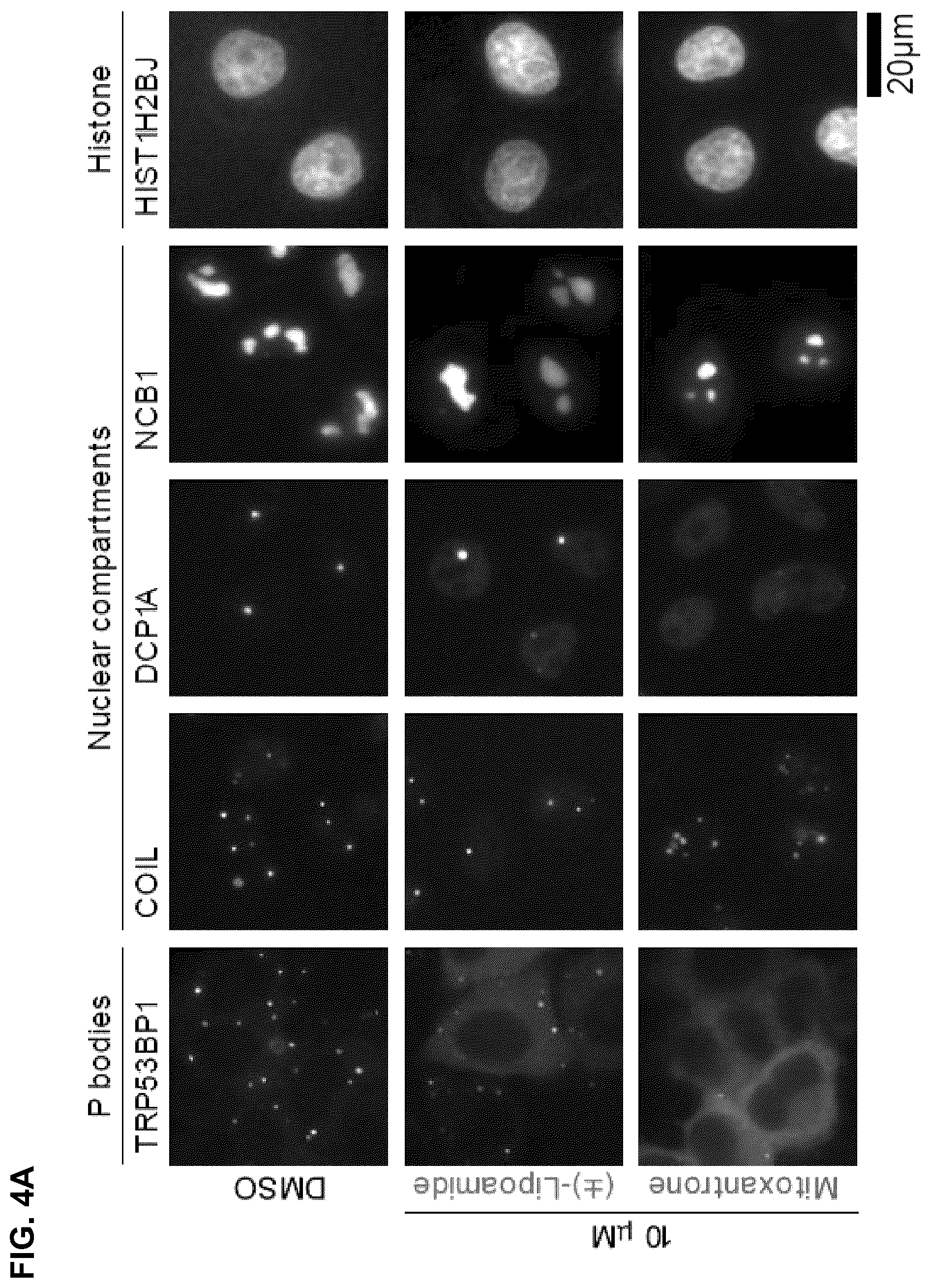 Patent US12422427 Figure 13 – Compounds for treatment of diseases and methods of screening therefor