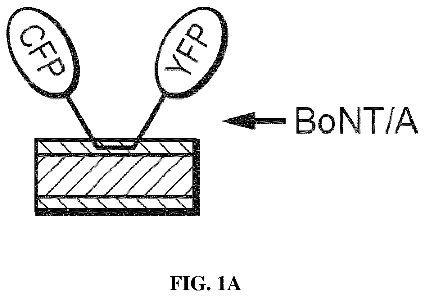 Patent US12422428 — Compositions and methods for cell-based assays — Figure 1