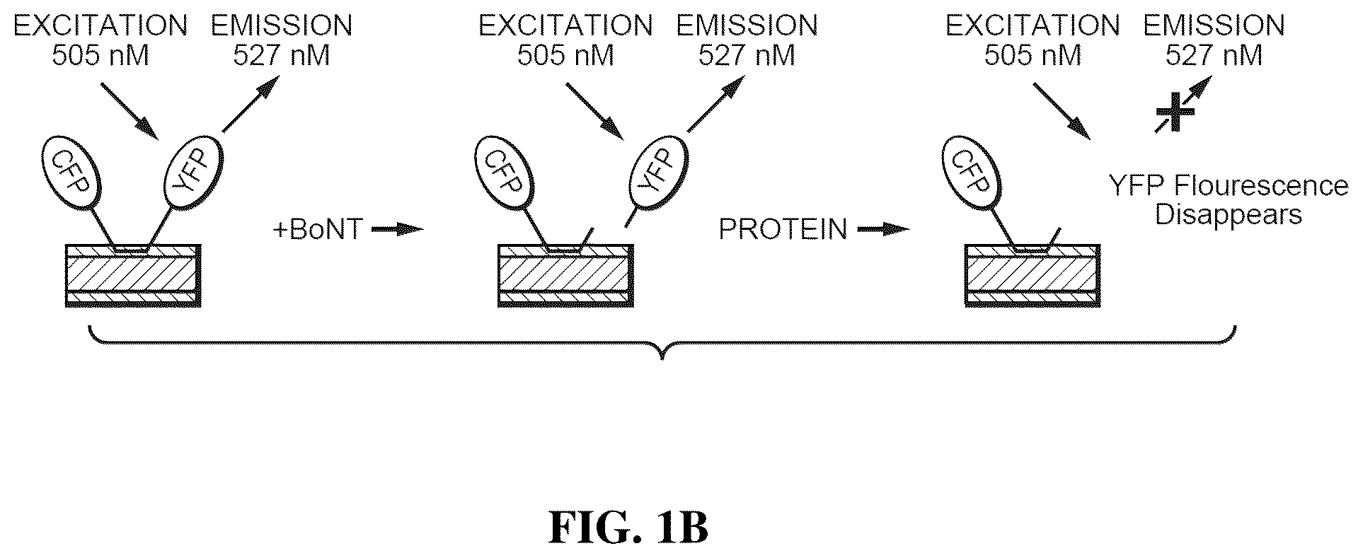 Patent US12422428 Figure 2 – Compositions and methods for cell-based assays