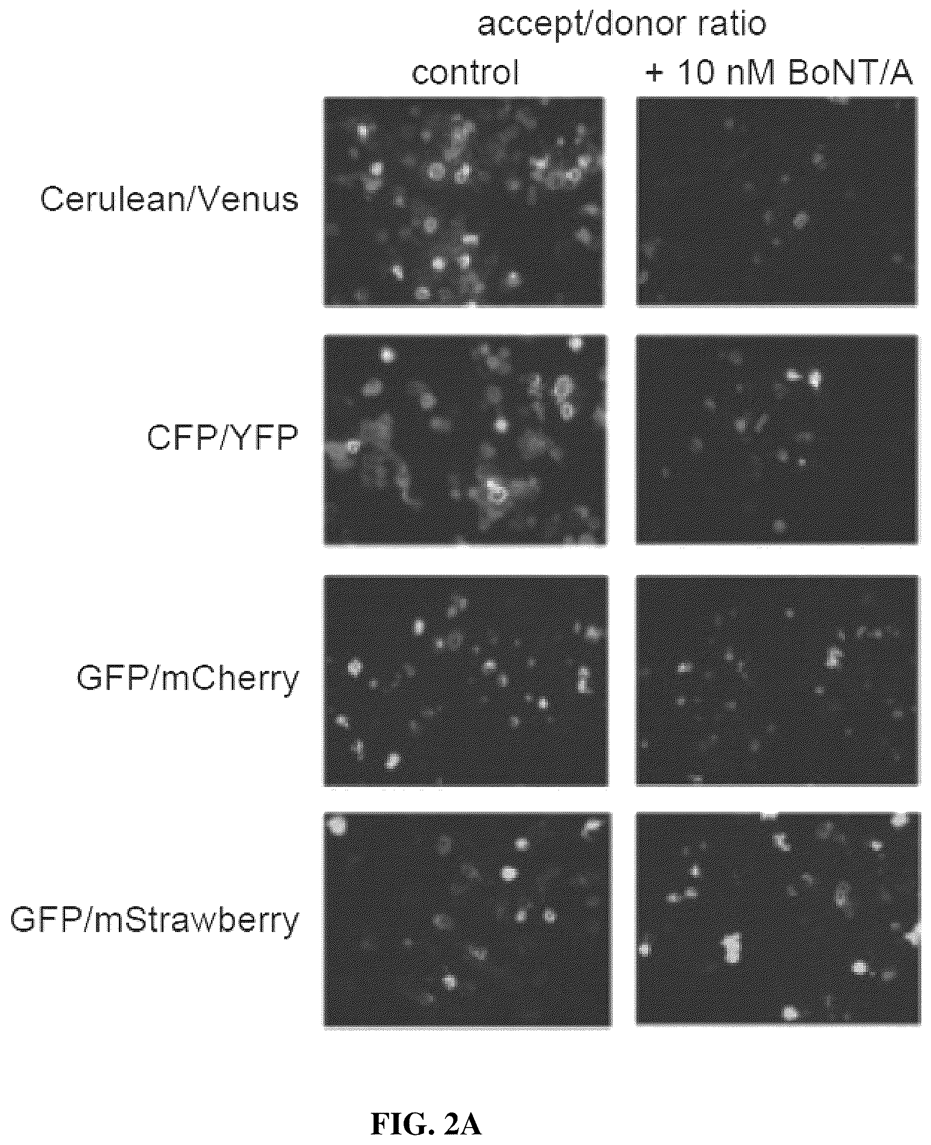Patent US12422428 Figure 3 – Compositions and methods for cell-based assays