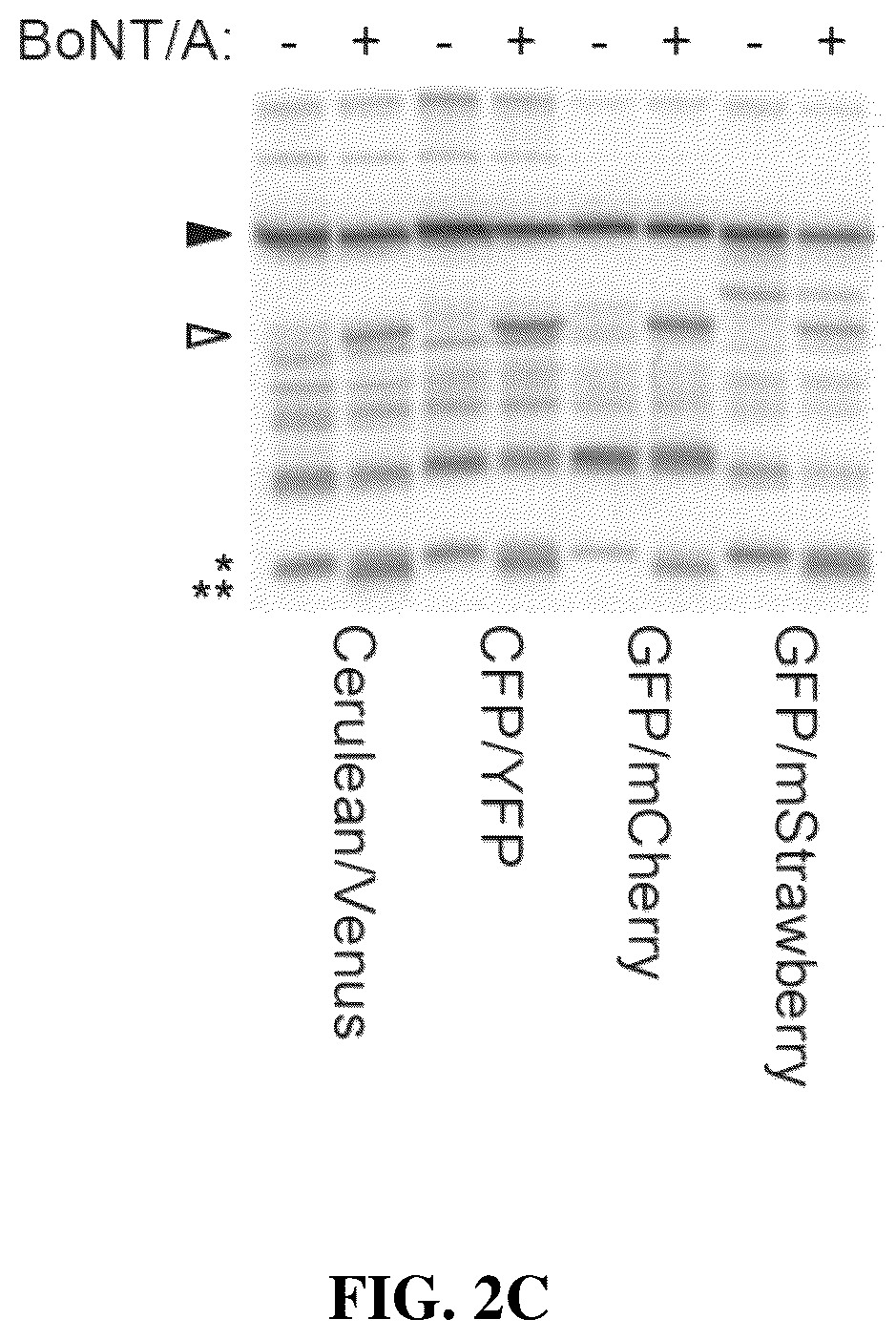 Patent US12422428 Figure 5 – Compositions and methods for cell-based assays