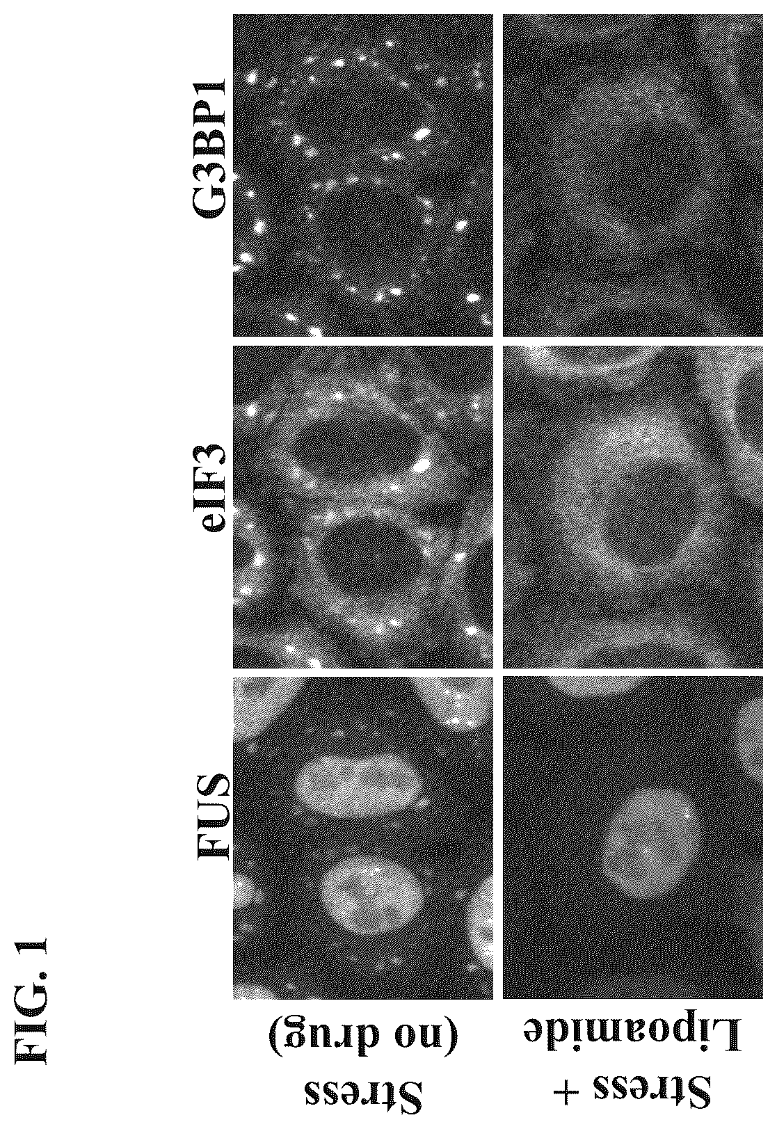 Patent US12422437 Figure 1 – Methods of screening for condensate-associated specificity and uses thereof