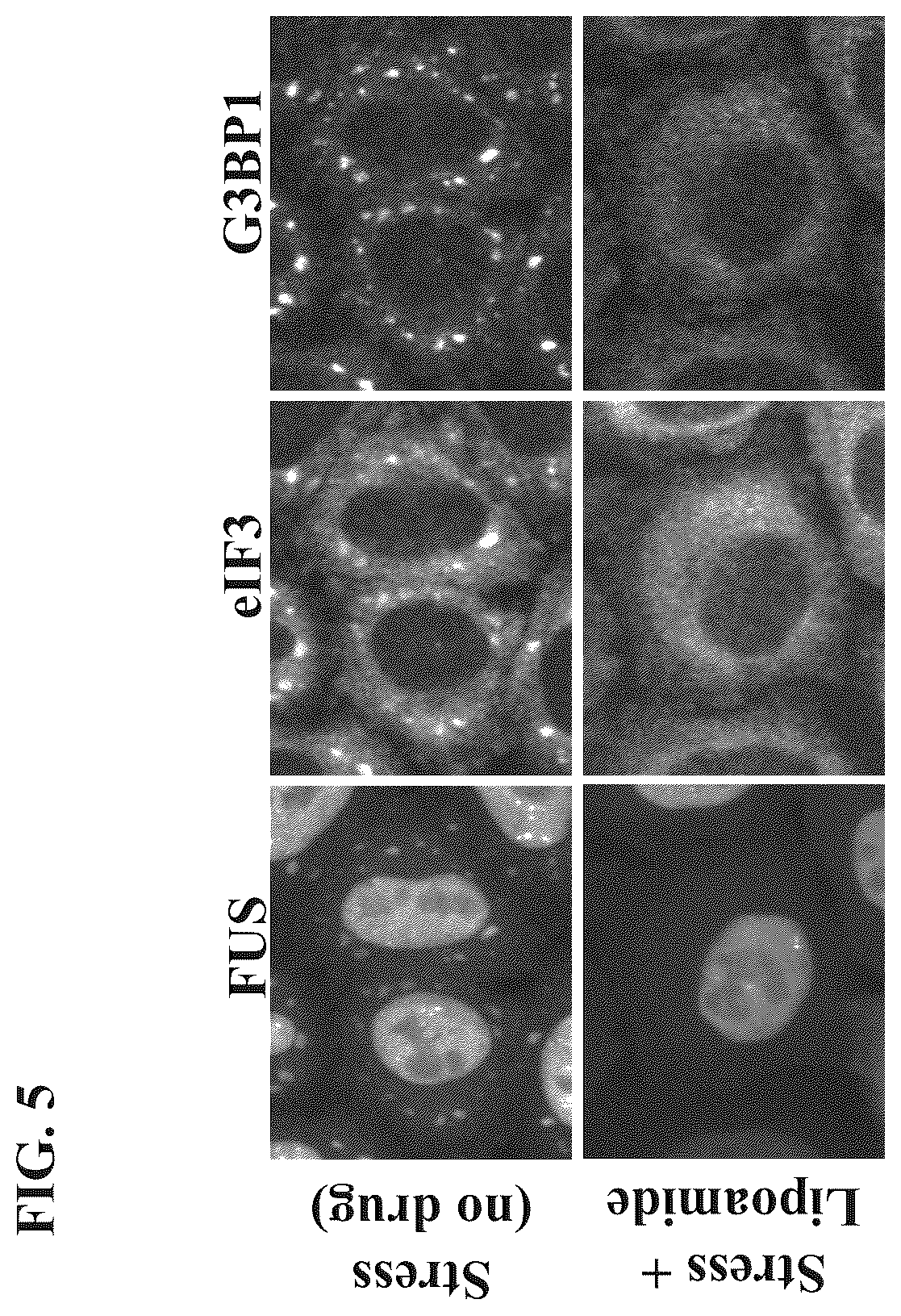 Patent US12422437 Figure 5 – Methods of screening for condensate-associated specificity and uses thereof