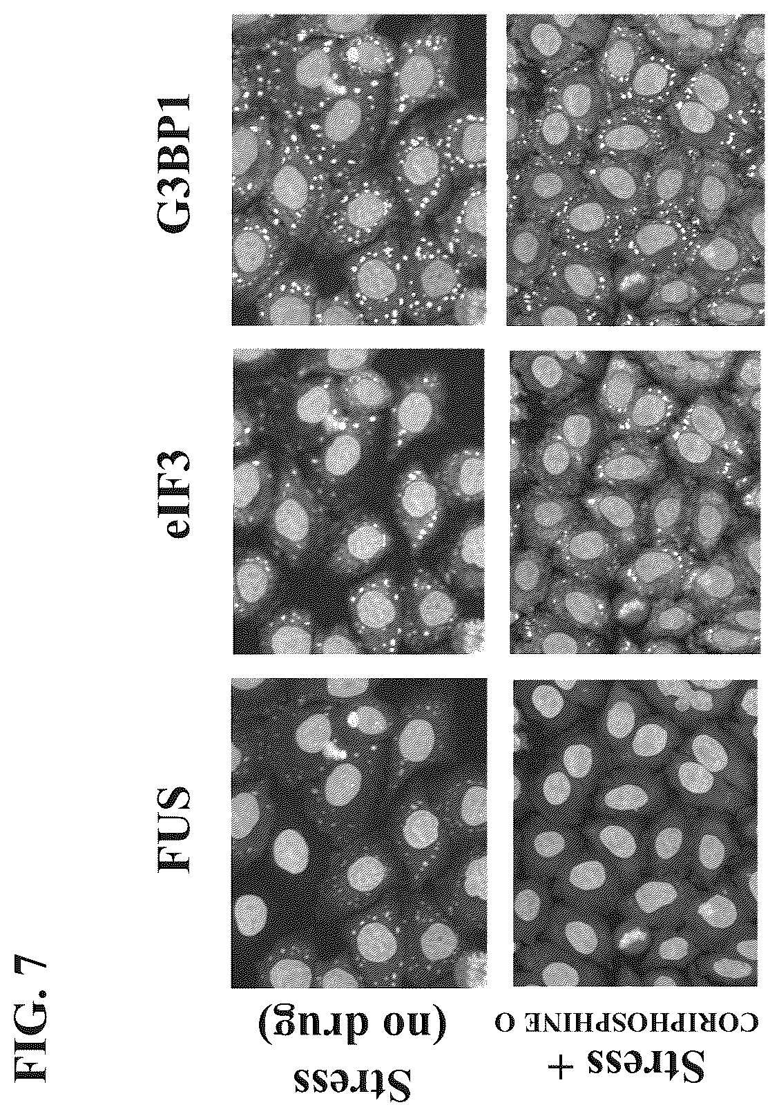 Patent US12422437 Figure 7 – Methods of screening for condensate-associated specificity and uses thereof