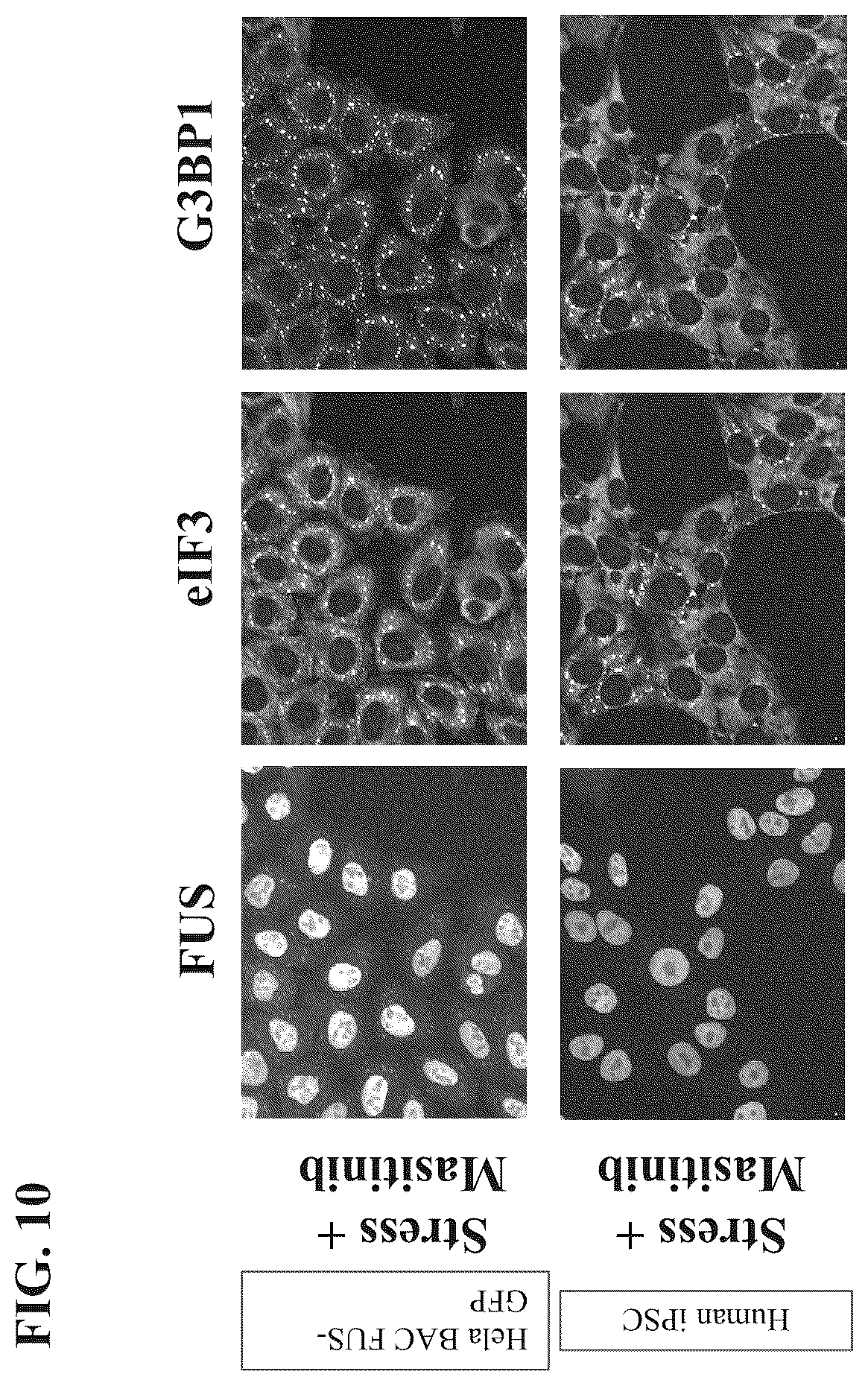 Patent US12422437 Figure 10 – Methods of screening for condensate-associated specificity and uses thereof