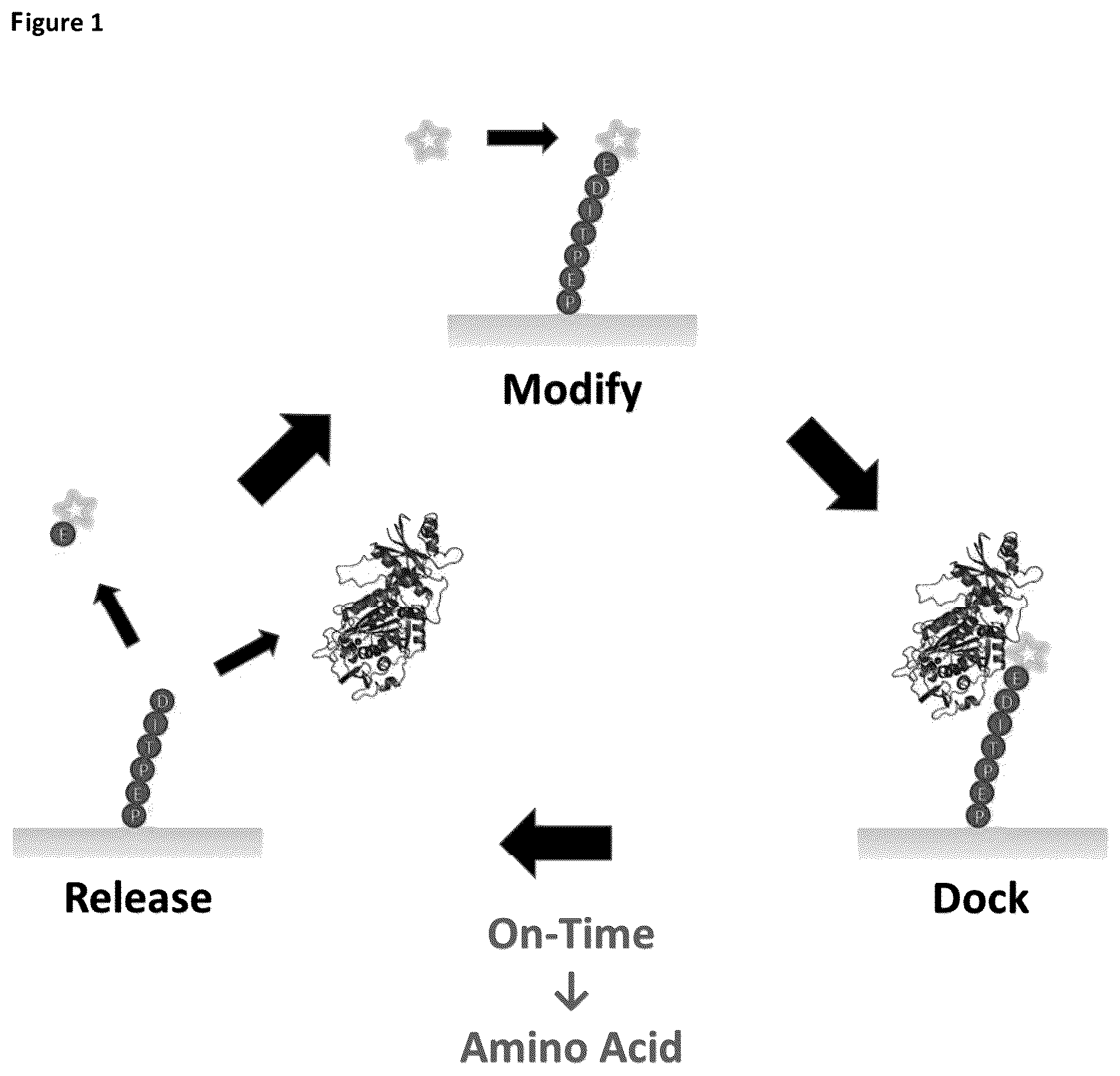 Patent US12422438 Figure 1 – Means and methods for single molecule peptide sequencing