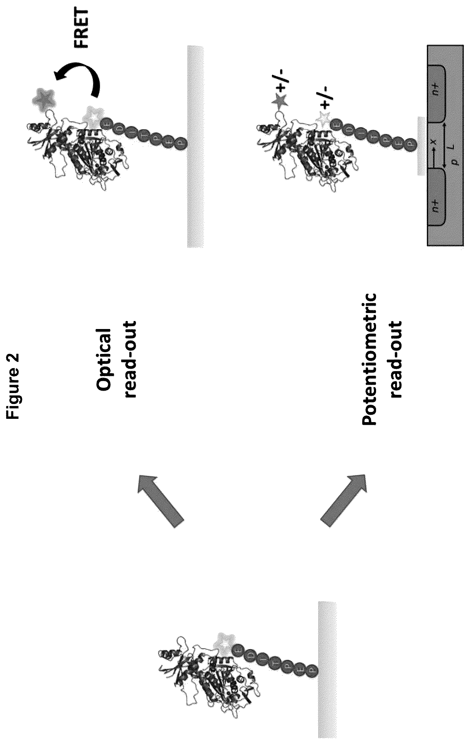 Patent US12422438 Figure 2 – Means and methods for single molecule peptide sequencing