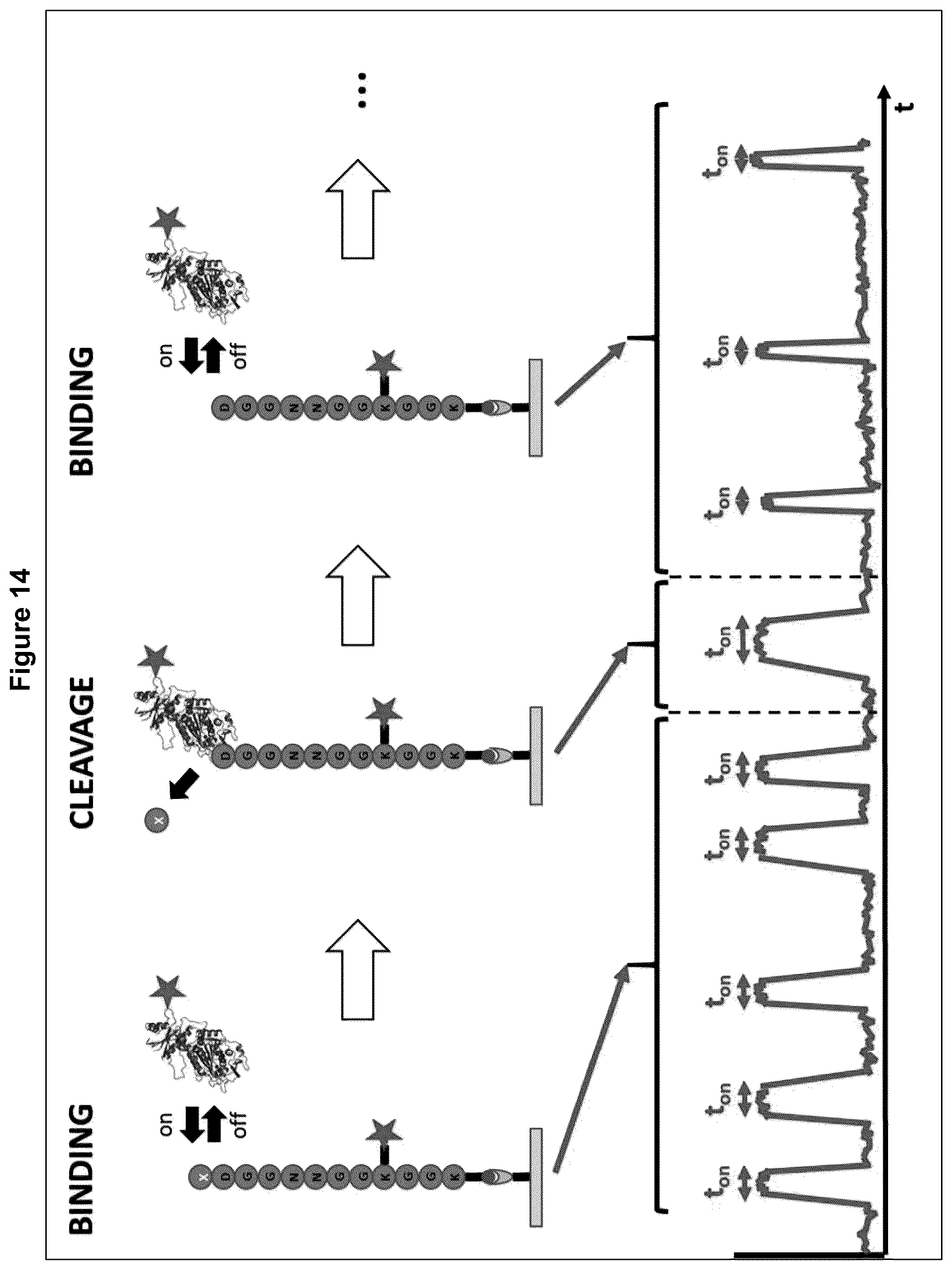 Patent US12422438 Figure 9 – Means and methods for single molecule peptide sequencing