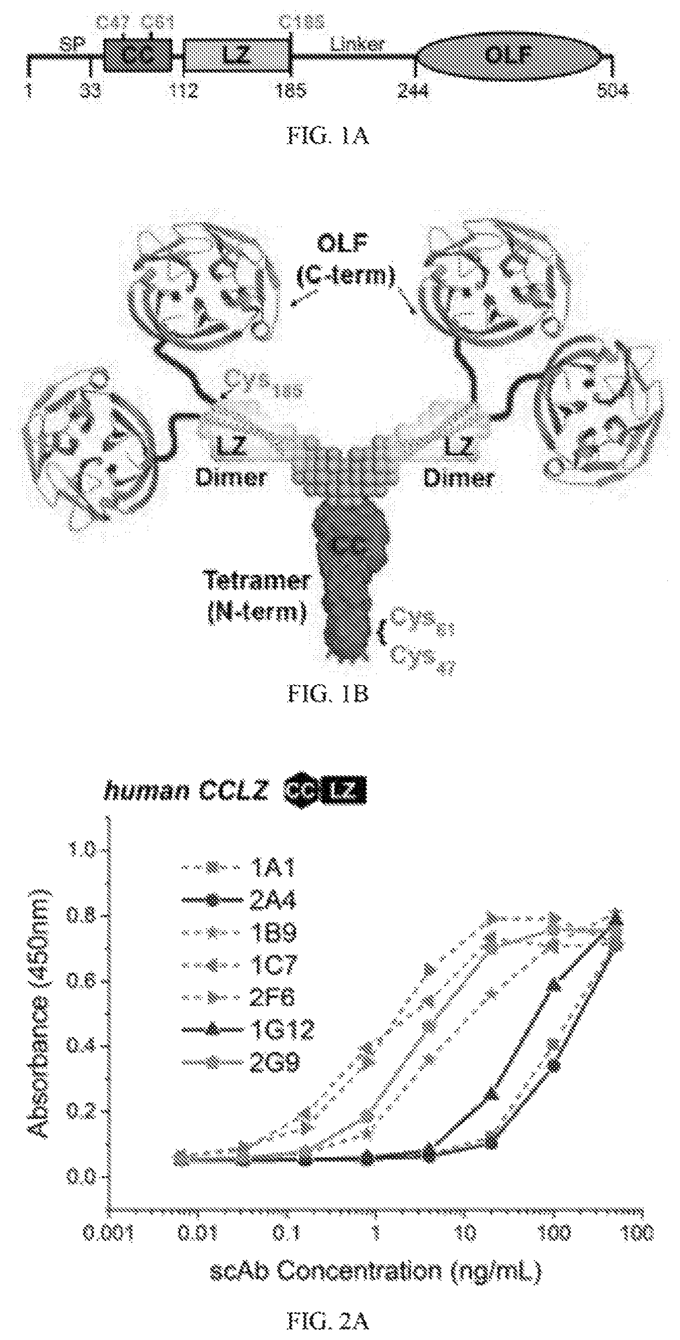 Patent US12422441 Figure 1 – Antibodies that bind to natively folded myocilin