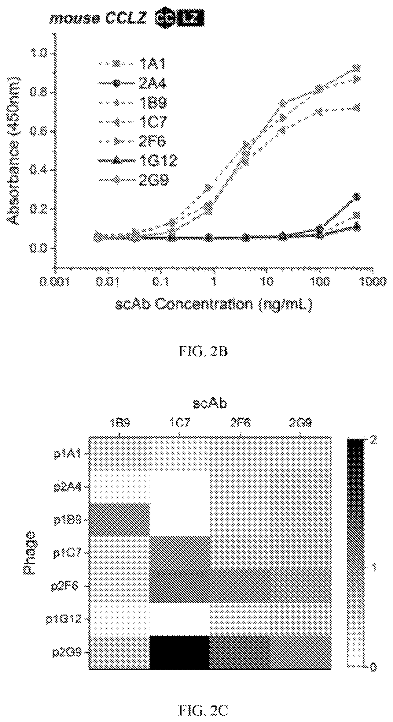Patent US12422441 Figure 2 – Antibodies that bind to natively folded myocilin