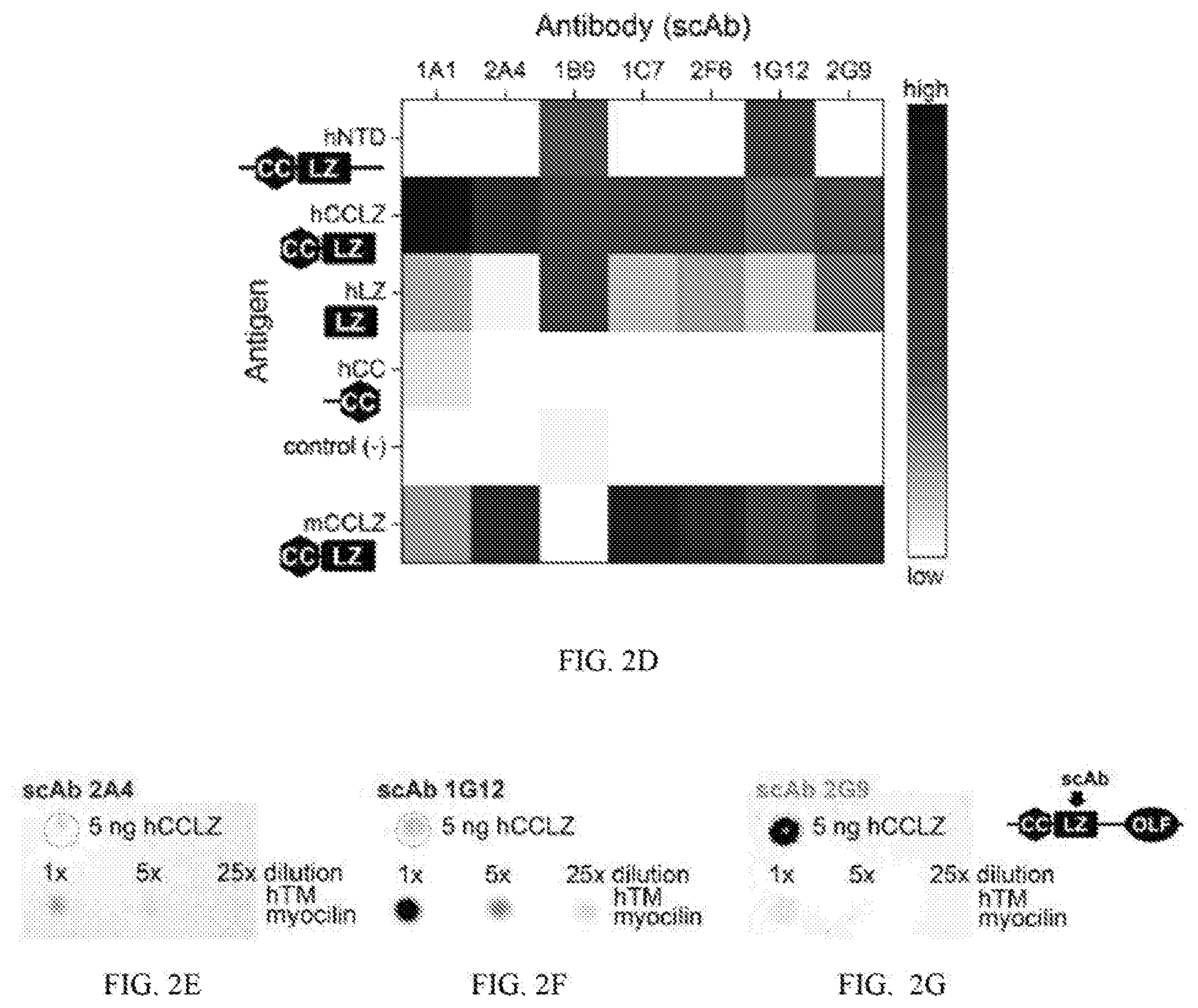 Patent US12422441 Figure 3 – Antibodies that bind to natively folded myocilin