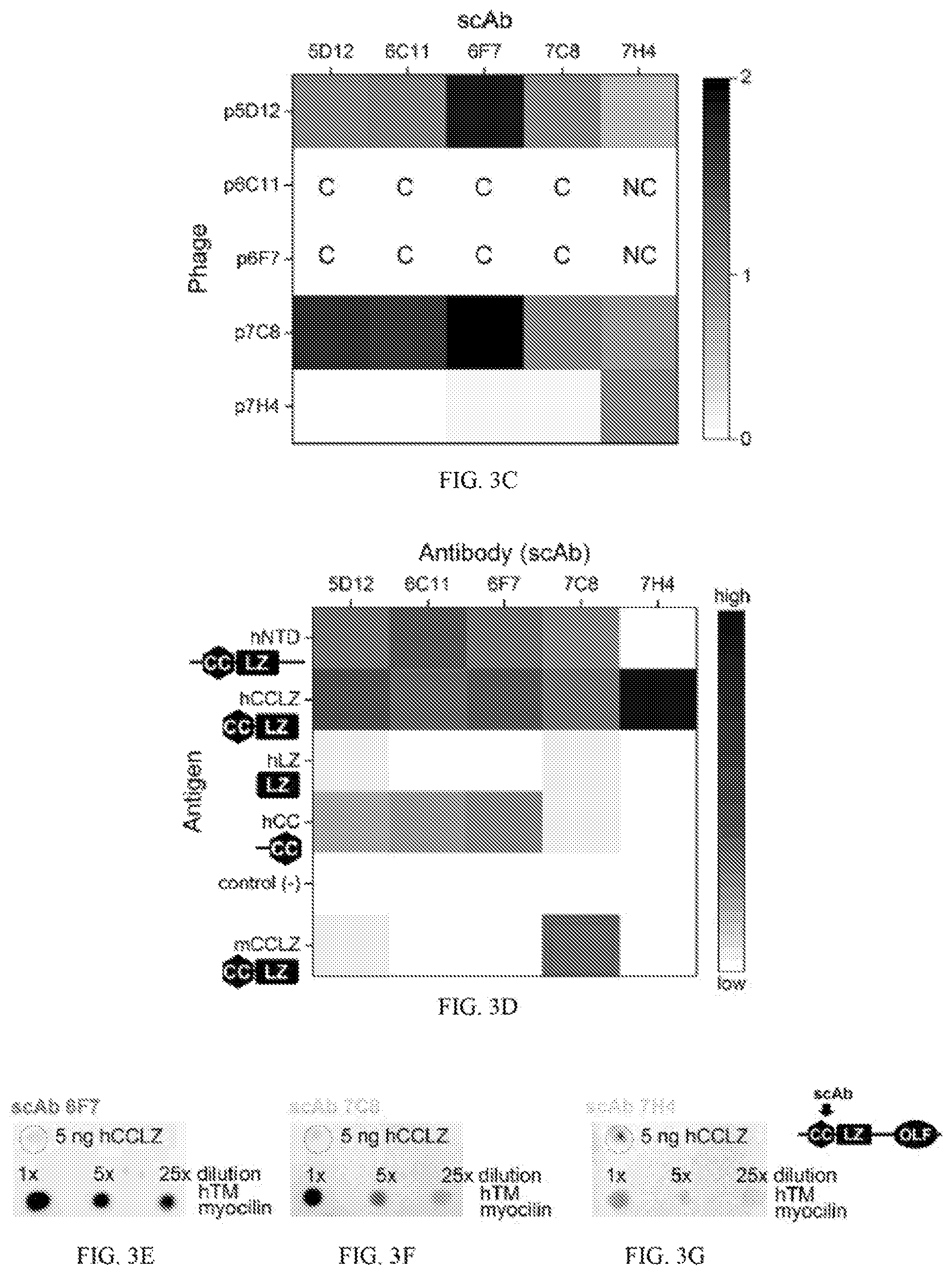 Patent US12422441 Figure 5 – Antibodies that bind to natively folded myocilin