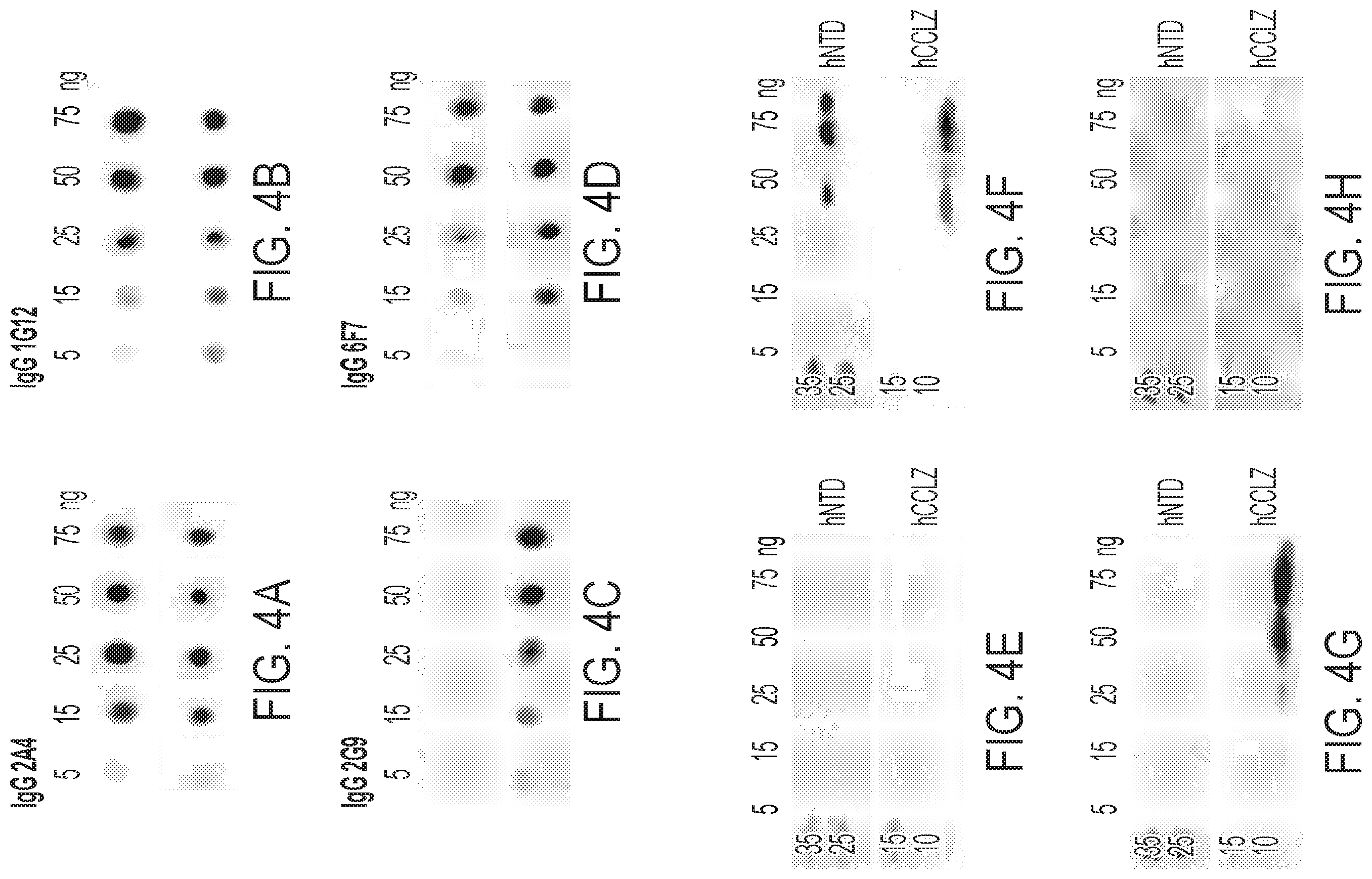 Patent US12422441 Figure 6 – Antibodies that bind to natively folded myocilin